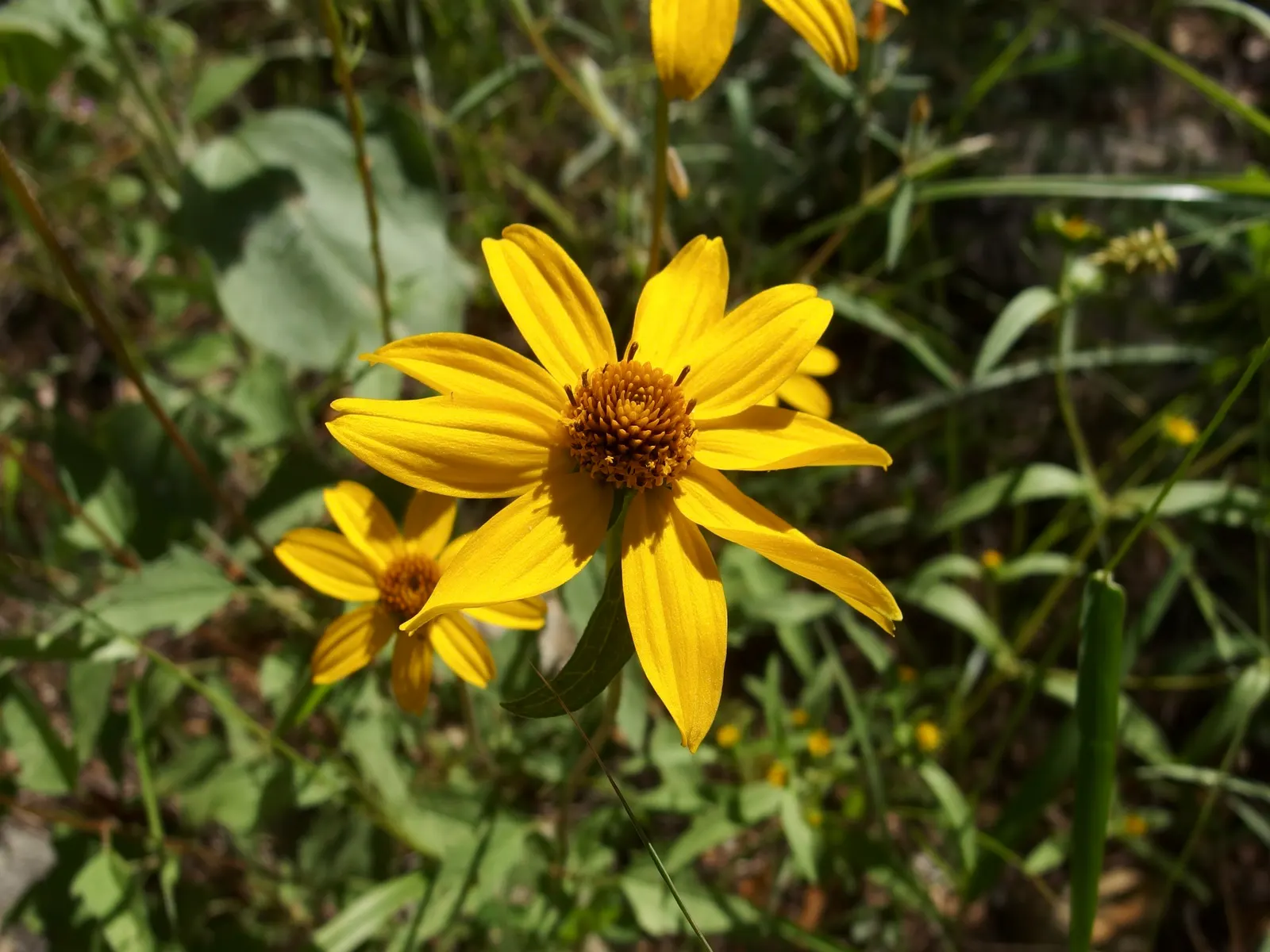 Summer Sun Oxy Eye Sunflower (Heliopsis Helianthoides 'Summer Sun') — reaching up to 3 inches across; gold flowers in the garden