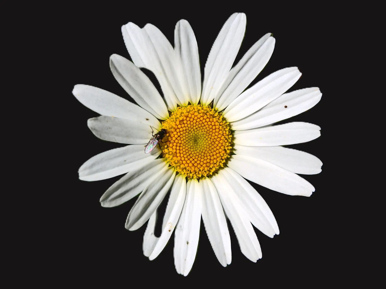 Summer Sun Oxy Eye Sunflower (Heliopsis Helianthoides 'Summer Sun') — this sunflower thrives in zones 3 through 9 and is adaptable to a wide range, image 38