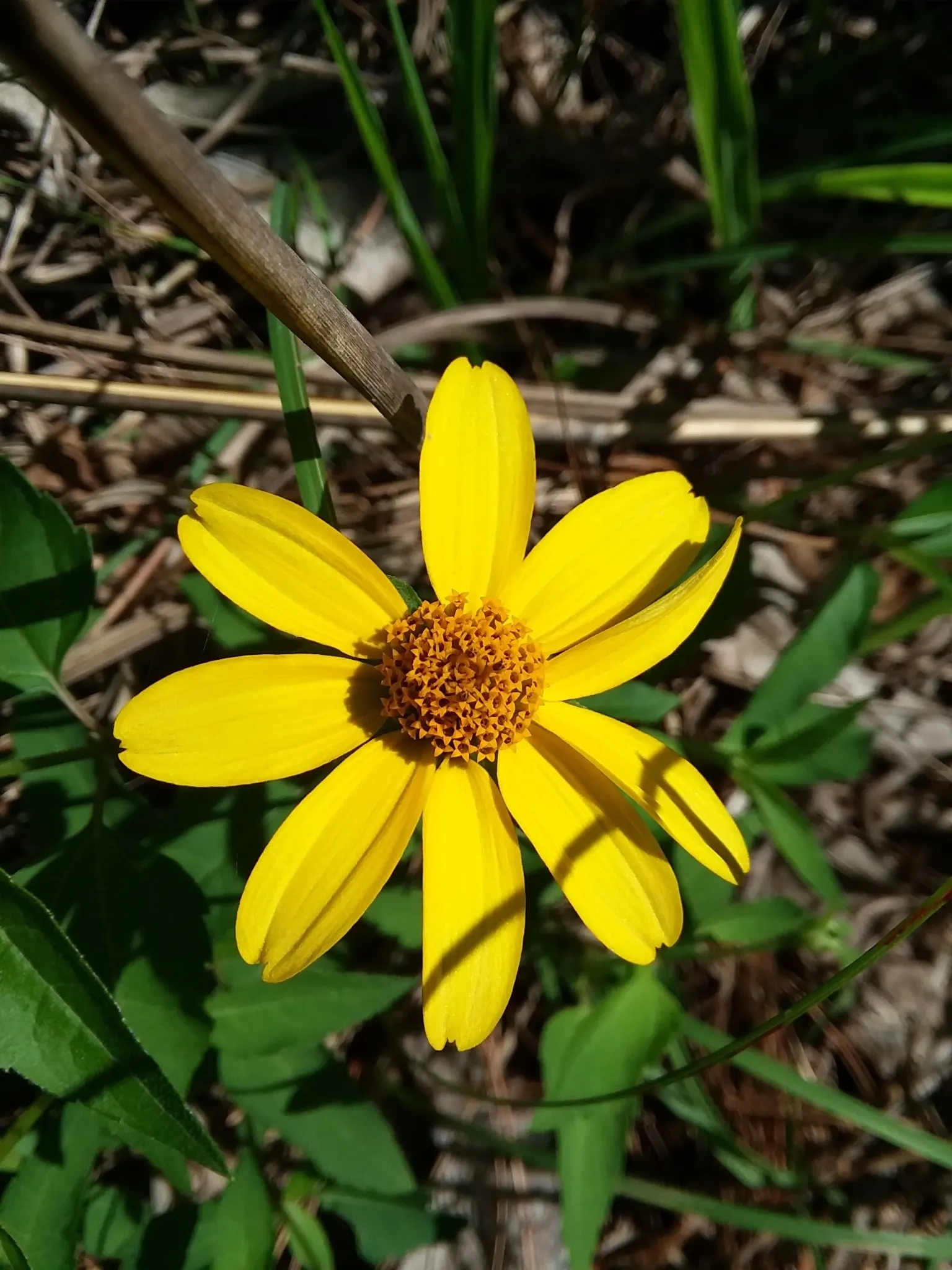 Summer Sun Oxy Eye Sunflower (Heliopsis Helianthoides 'Summer Sun') — commonly referred to as the Summer Sun Oxy Eye Sunflower; perennial for full, image 76