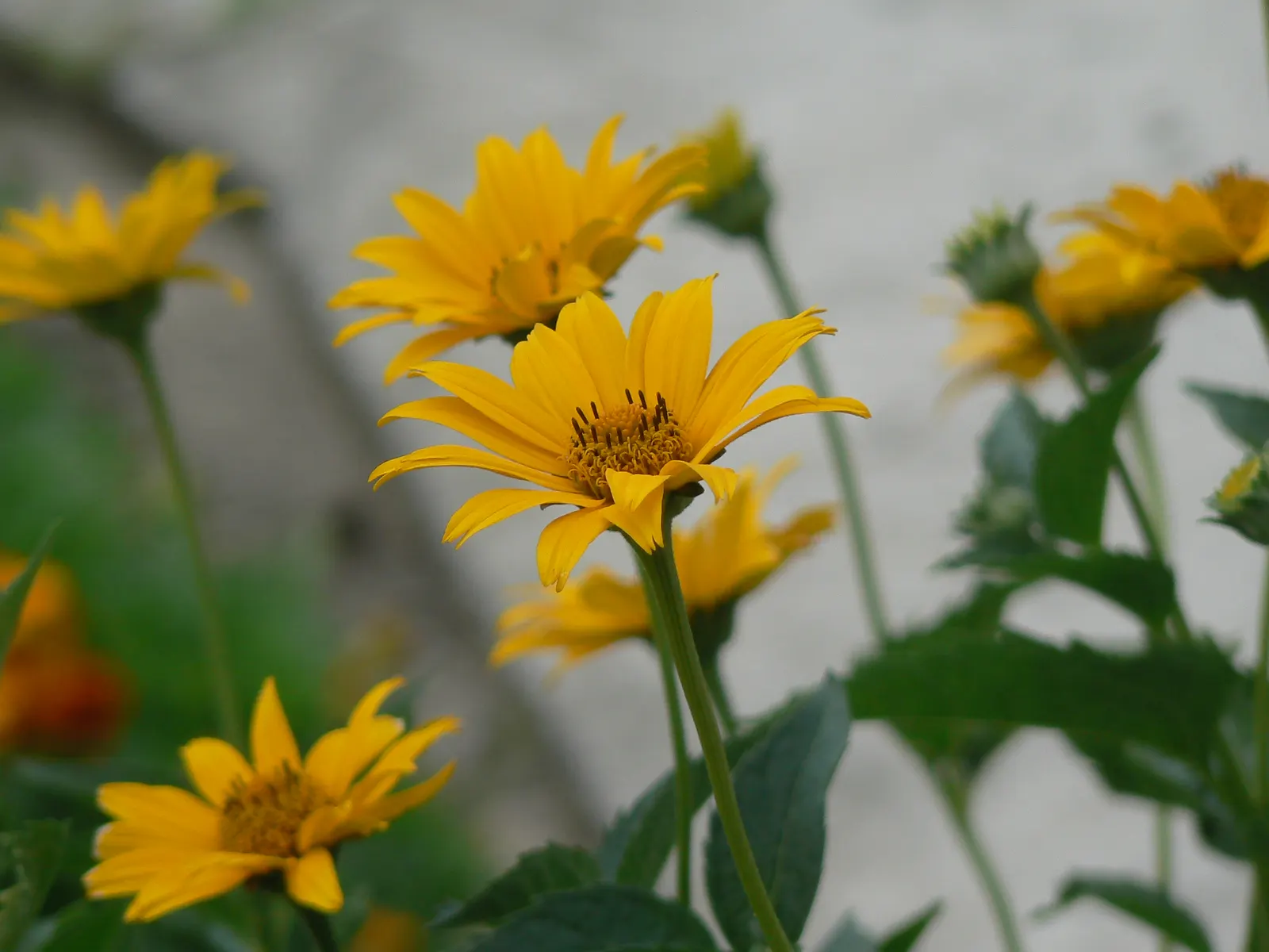 Summer Sun Oxy Eye Sunflower (Heliopsis Helianthoides 'Summer Sun') — It reaches a mature height of 3-4 feet with an equal spread; semi-double flowers