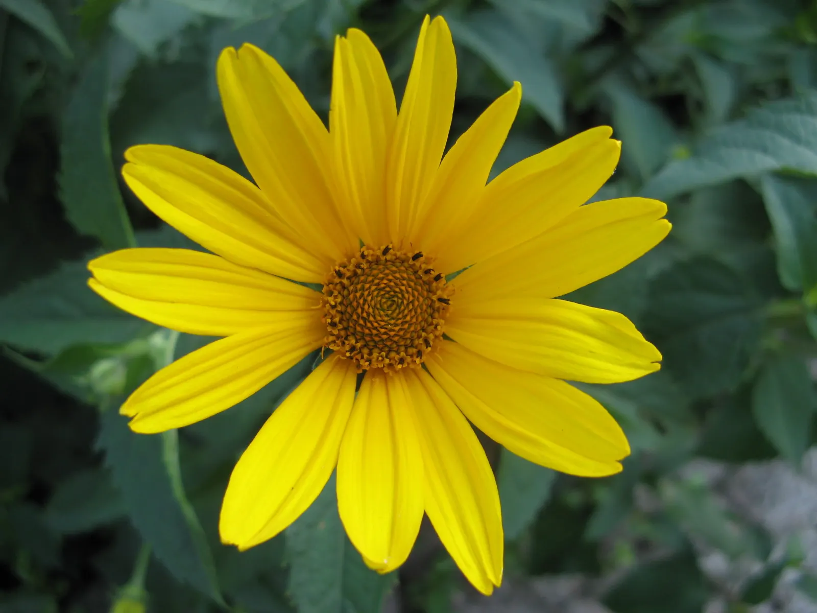 Summer Sun Oxy Eye Sunflower (Heliopsis Helianthoides 'Summer Sun') — toothed leaves add to its dense and bushy appearance; blooms span up to 3, image 60