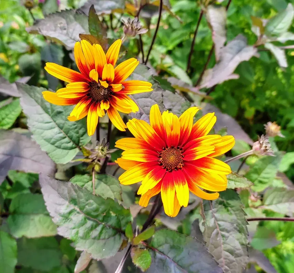 Summer Sun Oxy Eye Sunflower (Heliopsis Helianthoides 'Summer Sun') — Blooms span up to 3 inches across, adorning the plant from midsummer to early fall; the