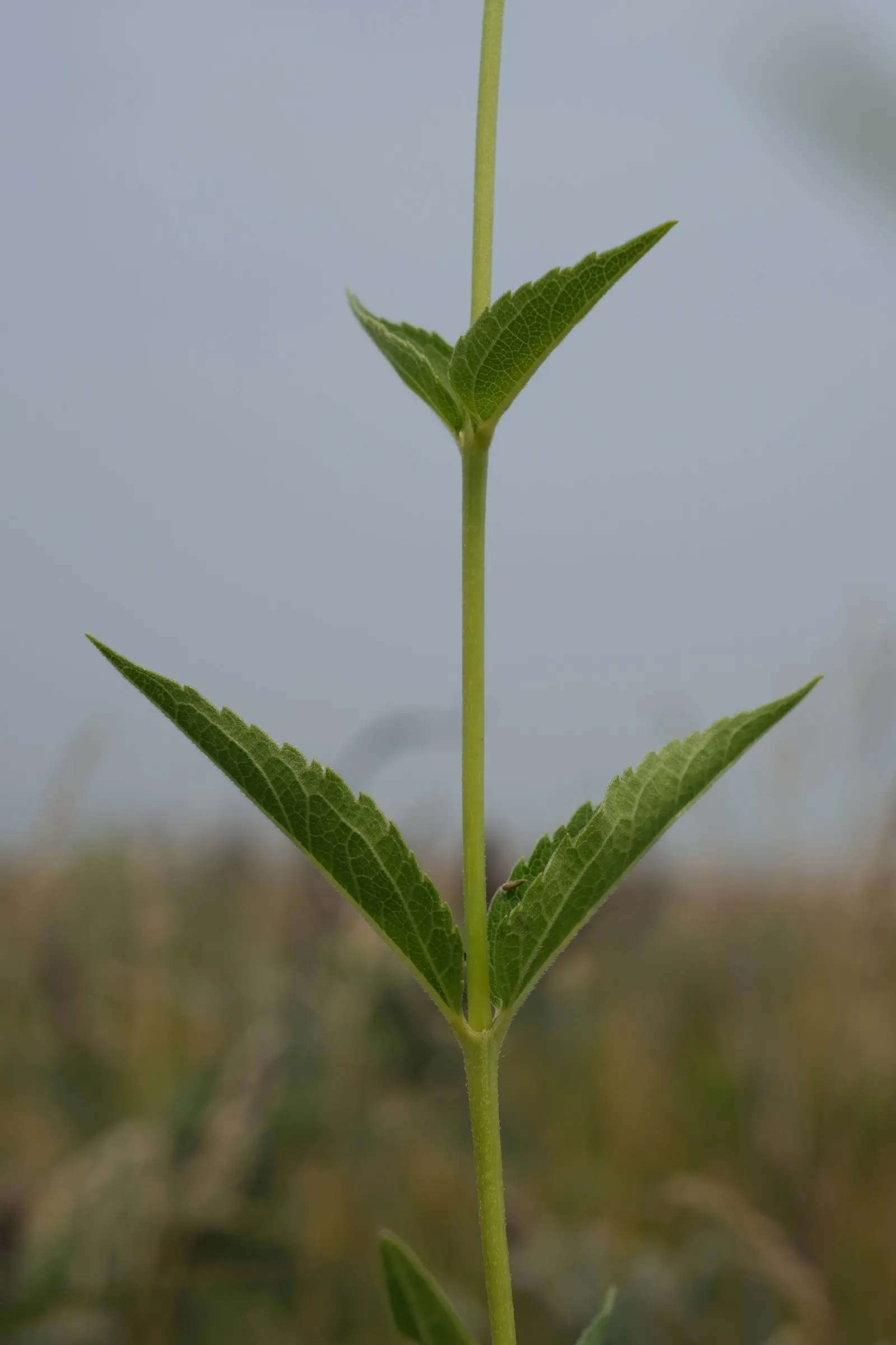 Summer Sun Oxy Eye Sunflower (Heliopsis Helianthoides 'Summer Sun') — reaching up to 3 inches across