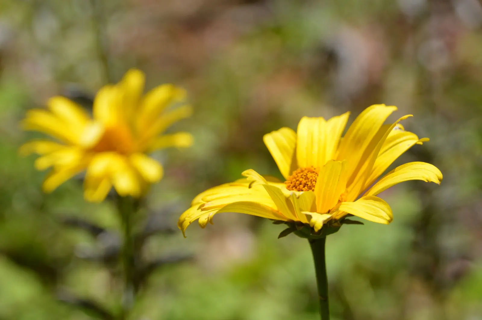 Summer Sun Oxy Eye Sunflower (Heliopsis Helianthoides 'Summer Sun') — Blooms span up to 3 inches across, adorning the plant from midsummer to early, image 95