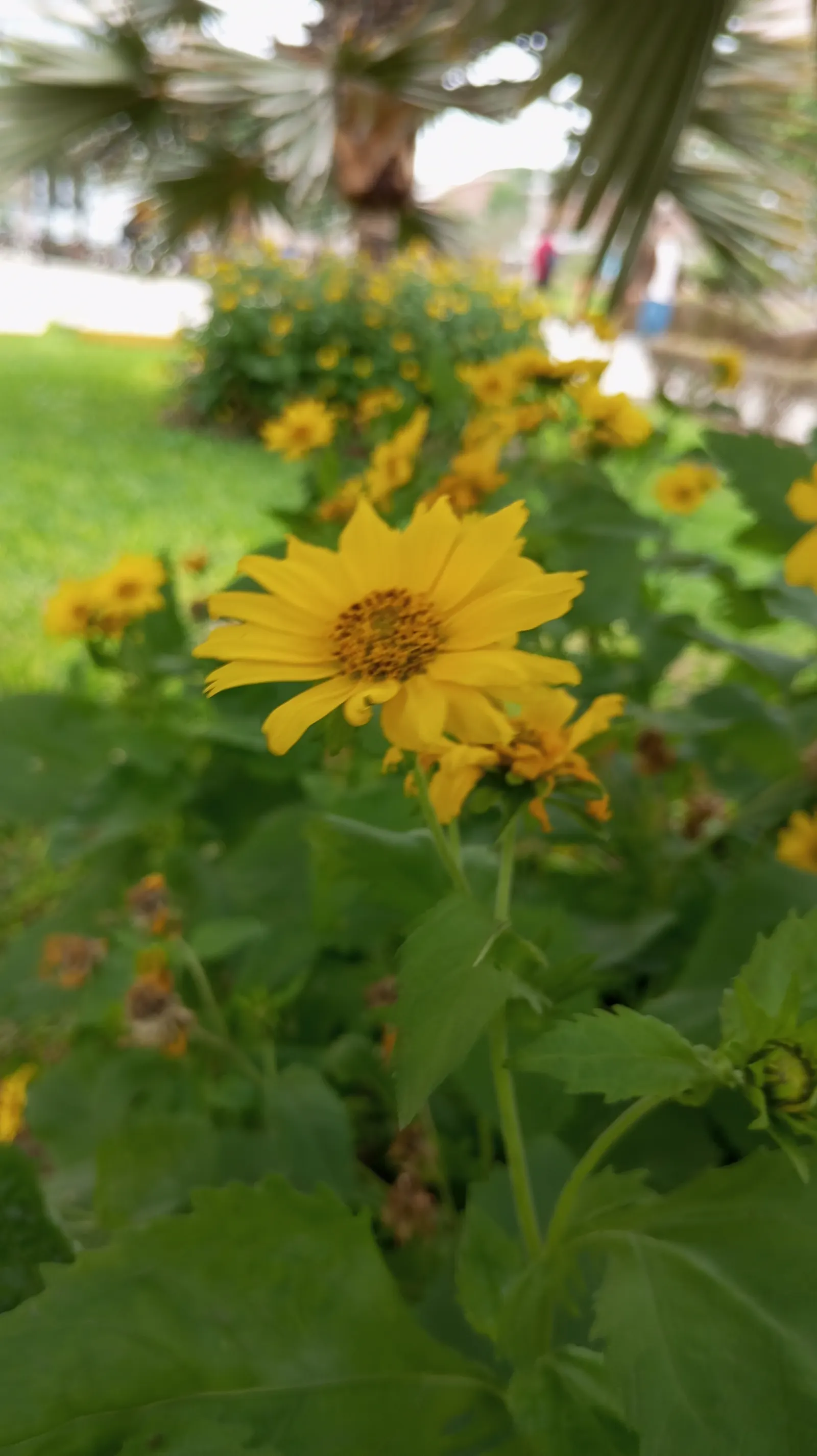 Summer Sun Oxy Eye Sunflower (Heliopsis Helianthoides 'Summer Sun') — The 'Summer Sun' Oxy Eye Sunflower