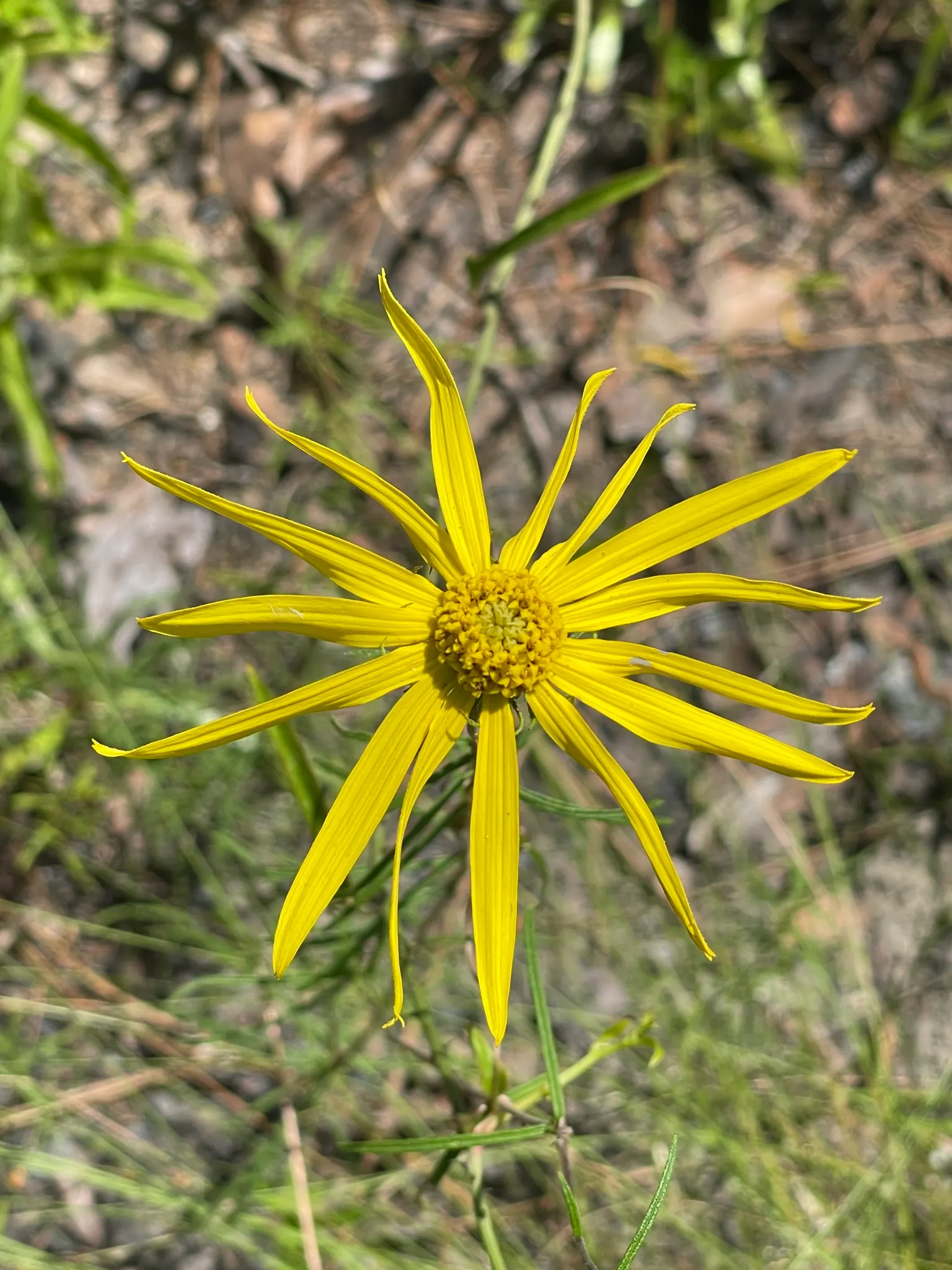 Summer Sun Oxy Eye Sunflower (Heliopsis Helianthoides 'Summer Sun') — reaching up to 3 inches across; gold flowers in the garden, image 56