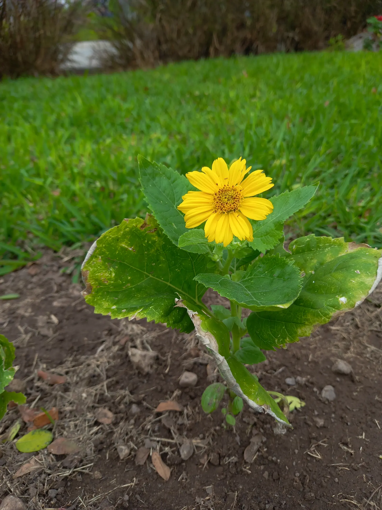 Summer Sun Oxy Eye Sunflower (Heliopsis Helianthoides 'Summer Sun') — gold flowers in the garden; low-maintenance choice for vibrant landscapes, image 67