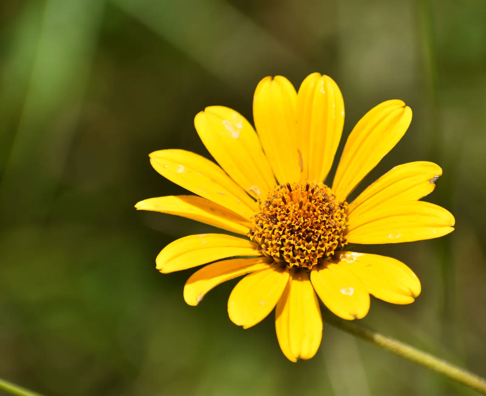 Summer Sun Oxy Eye Sunflower (Heliopsis Helianthoides 'Summer Sun') — perennial with gold blooms
