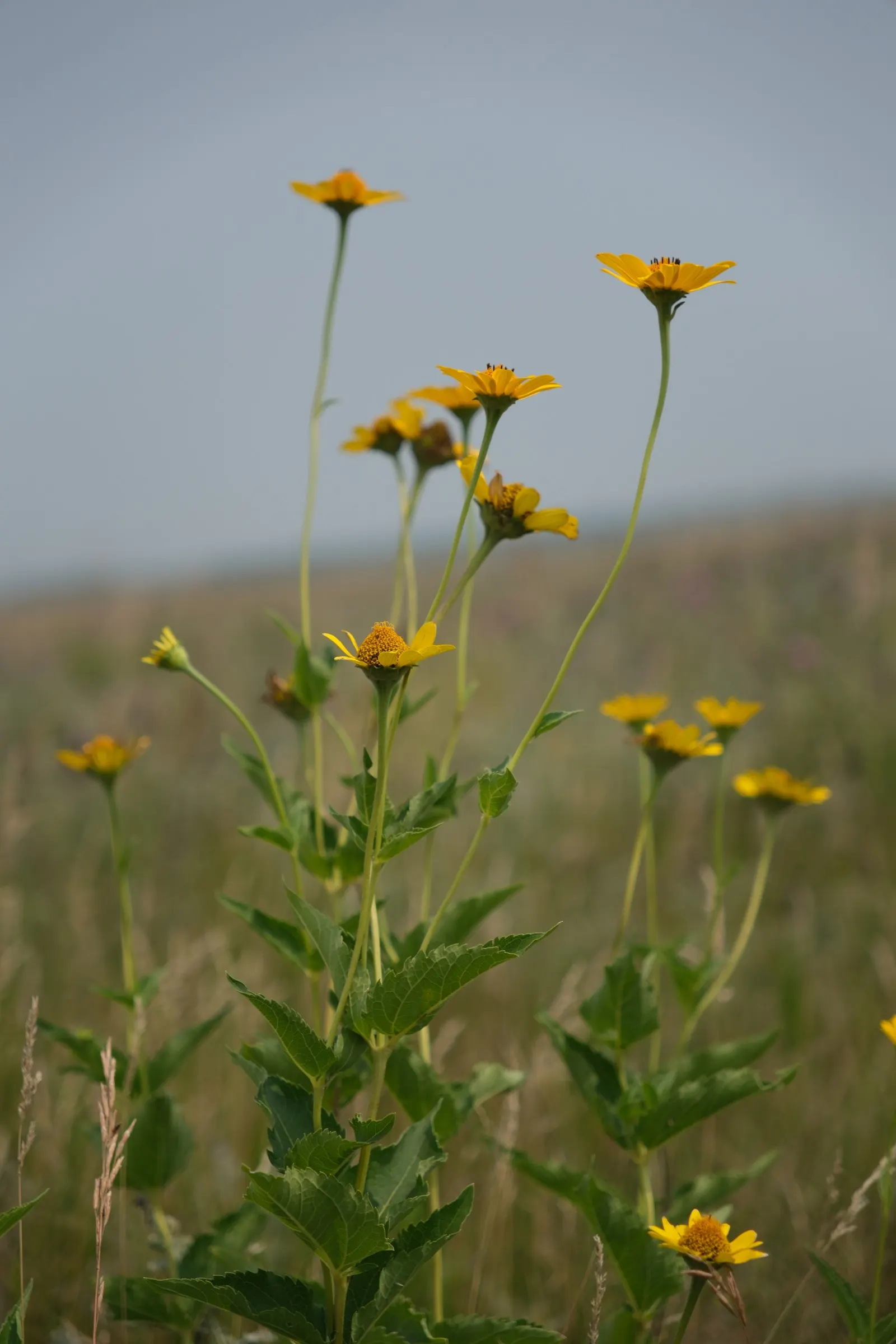 Summer Sun Oxy Eye Sunflower (Heliopsis Helianthoides 'Summer Sun') — This robust plant boasts daisy-like flowers with golden yellow petals, image 55