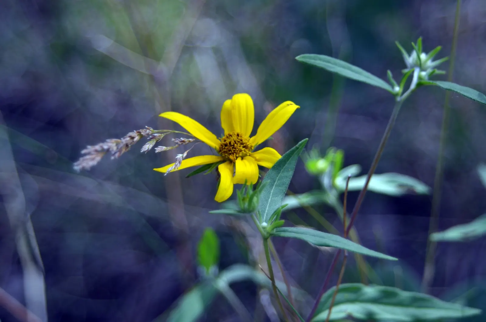 Summer Sun Oxy Eye Sunflower (Heliopsis Helianthoides 'Summer Sun') — perennial with gold blooms; its sturdy stems seldom require staking, even when laden with