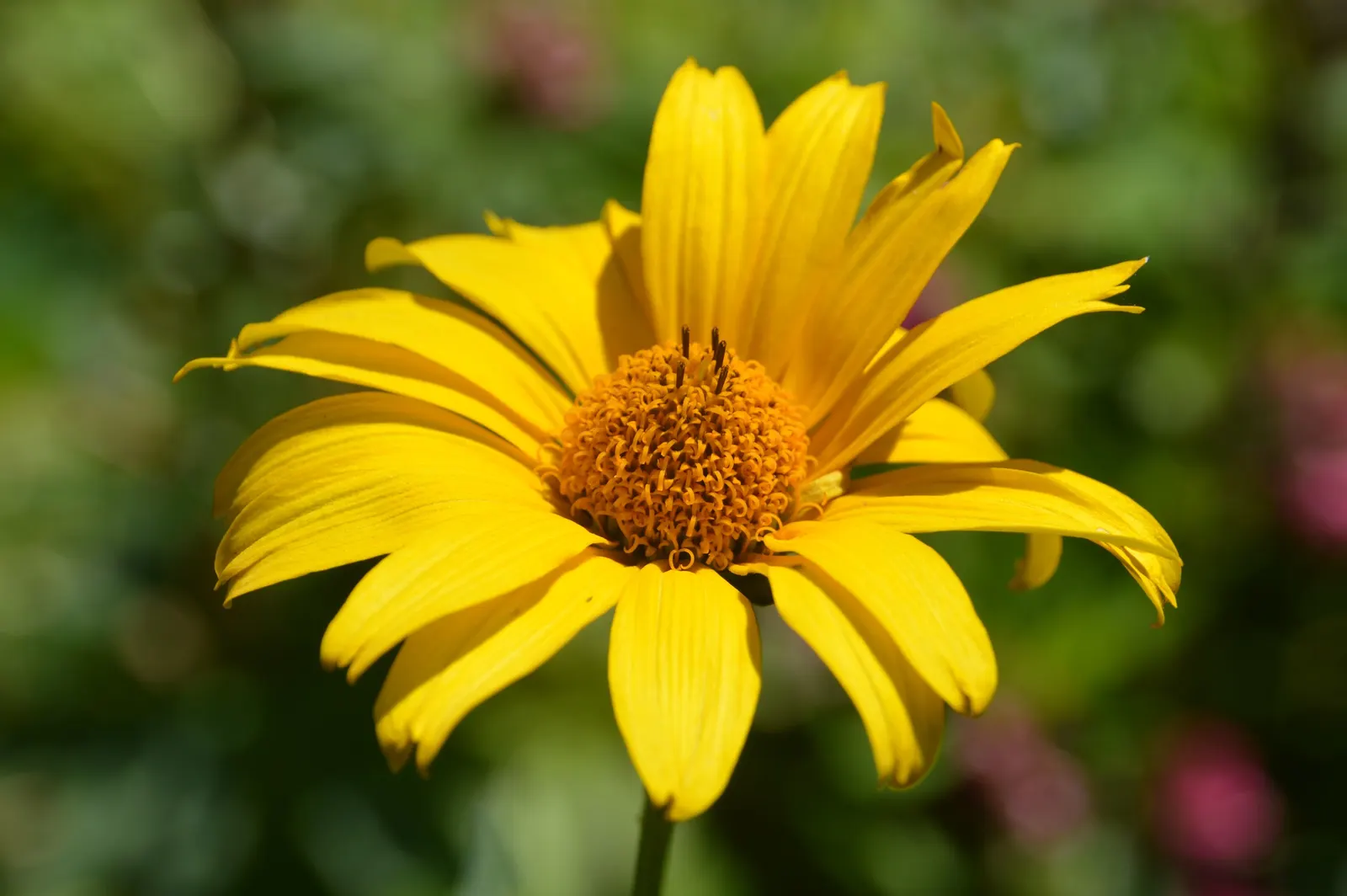 Summer Sun Oxy Eye Sunflower (Heliopsis Helianthoides 'Summer Sun') — It reaches a mature height of 3-4 feet with an equal spread; semi-double, image 96