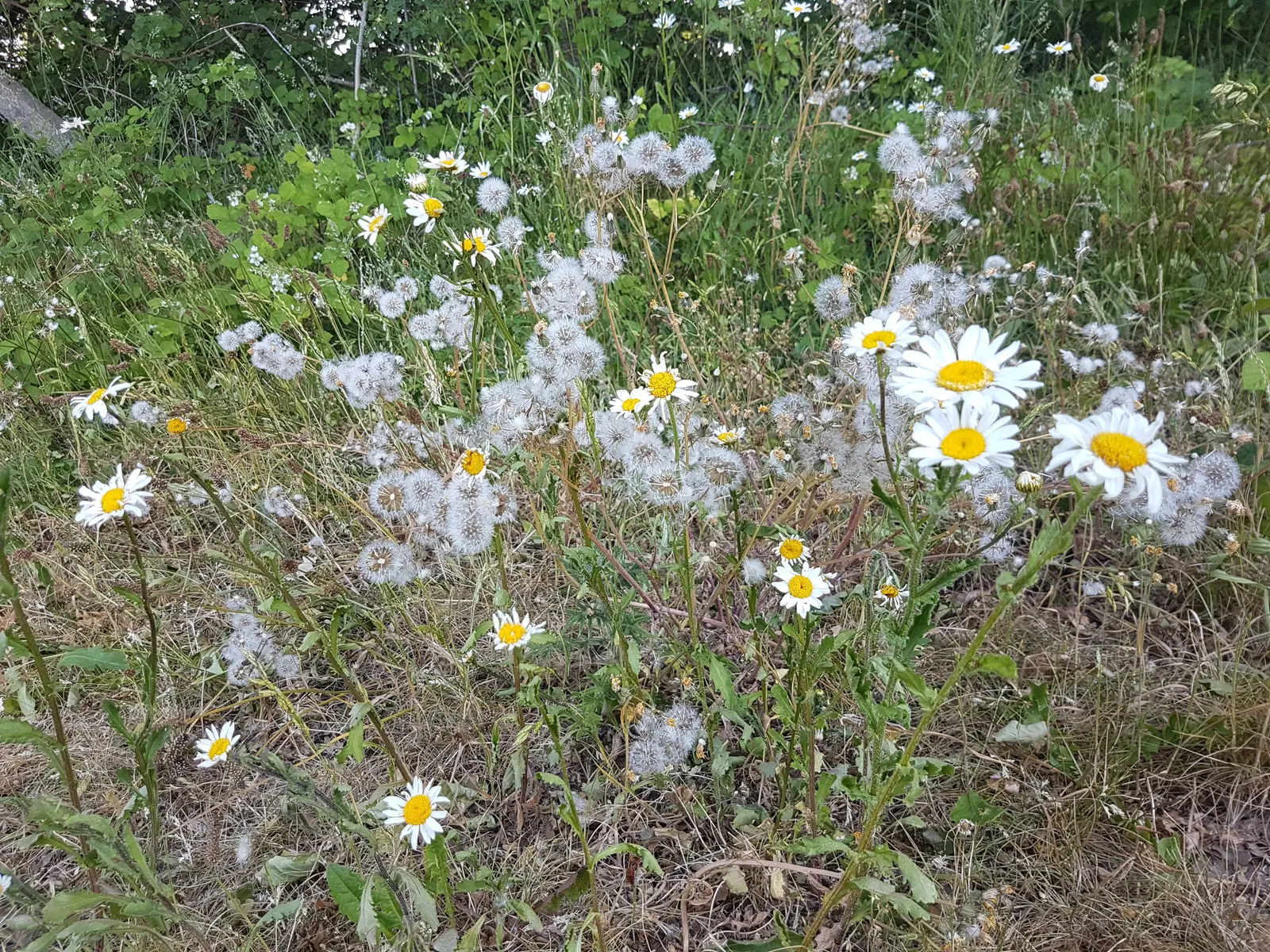 Summer Sun Oxy Eye Sunflower (Heliopsis Helianthoides 'Summer Sun') — Its sturdy stems seldom require staking, even when laden with the weight of, image 36
