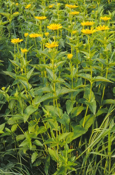 Summer Sun Oxy Eye Sunflower (Heliopsis Helianthoides 'Summer Sun') — Its sturdy stems seldom require staking, even when laden with the weight of, image 82