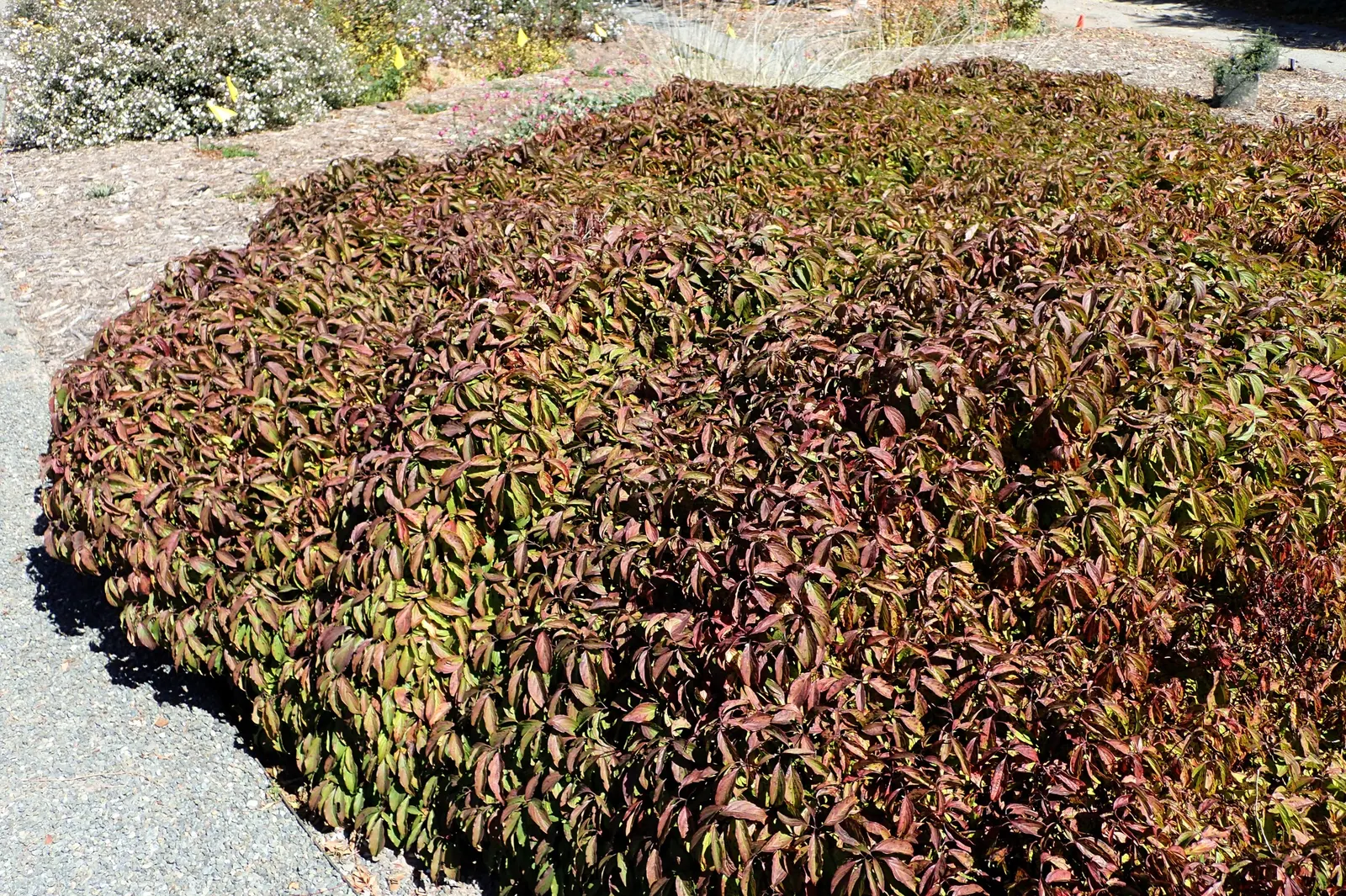 Kelsey's Dwarf Red-Osier Dogwood (Cornus Sericea 'Kelseyi') — perfect for small-scale landscapes