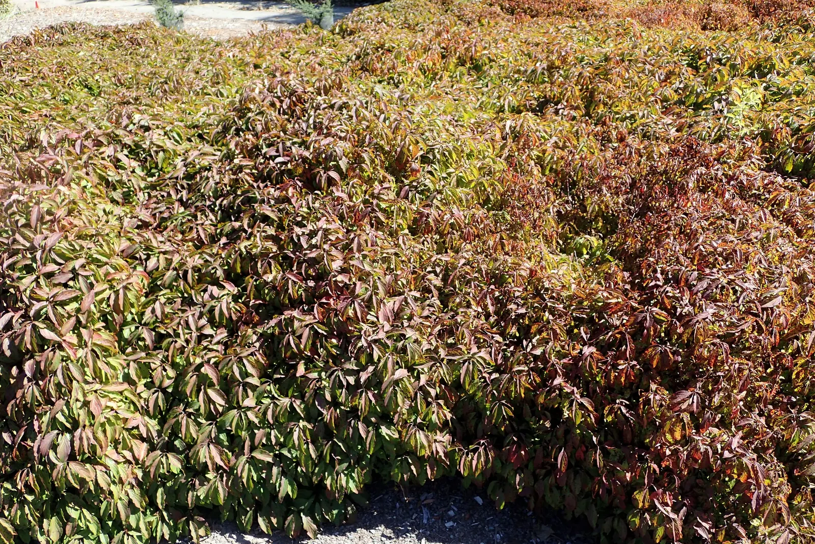 Kelsey's Dwarf Red-Osier Dogwood (Cornus Sericea 'Kelseyi') — commonly known as Kelsey's Dwarf Red-Osier Dogwood