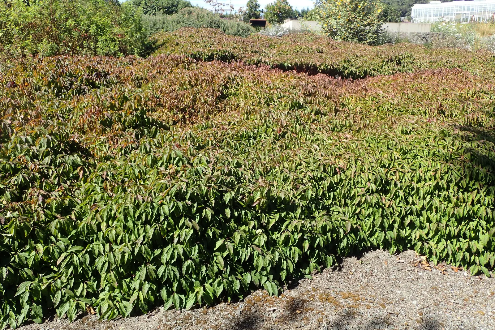 Kelsey's Dwarf Red-Osier Dogwood (Cornus Sericea 'Kelseyi') — This deciduous cultivar reaches up to 2.5 feet high and 3 feet wide