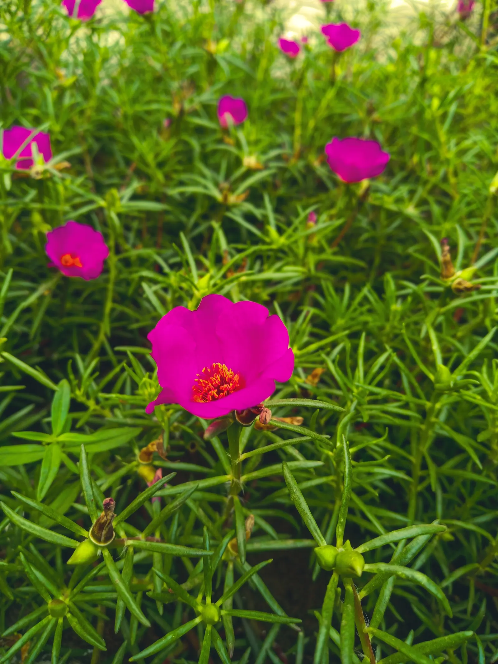 Pink Spanish Lavender (Lavandula Stoechas 'Madrid Pink') — is a vibrant perennial boasting plumed pink blossoms above silvery-green foliage