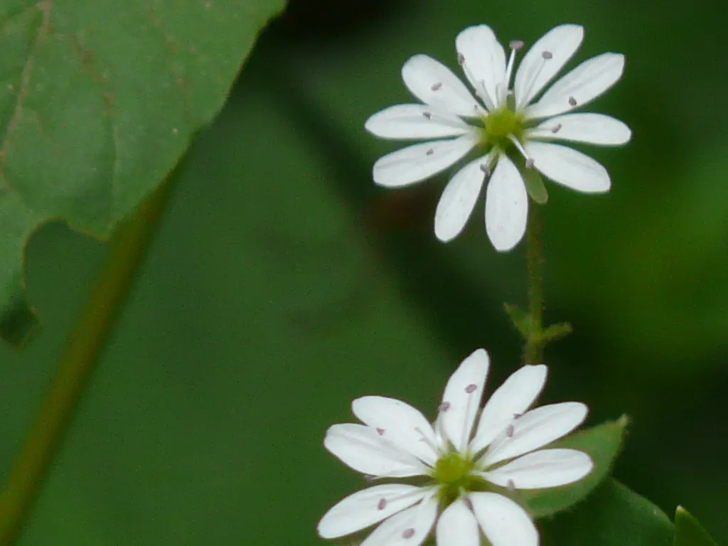 Star Chickweed (Stellaria Pubera) — while its low-maintenance nature is ideal for effortless landscaping endeavors; offering a touch of delicate beauty with