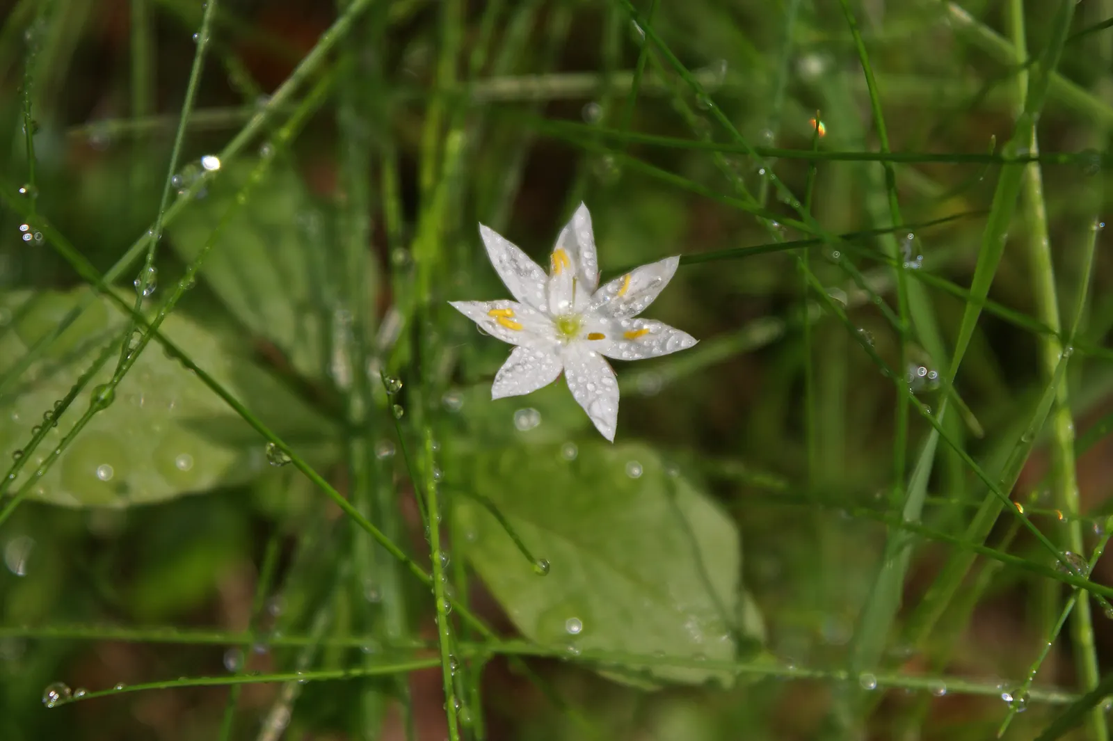 Star Chickweed (Stellaria Pubera) — star-shaped flowers with deeply notched petals atop slender stems in spring; educating clients on this splendid species