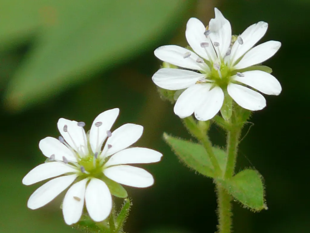 Star Chickweed (Stellaria Pubera) — offering a touch of delicate beauty with its star-shaped white flowers; hairy stems that give the plant its species name