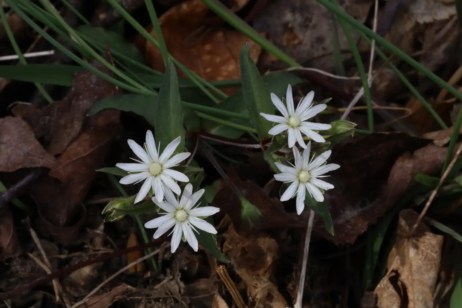 Star Chickweed (Stellaria Pubera) — adding ecological value to the garden