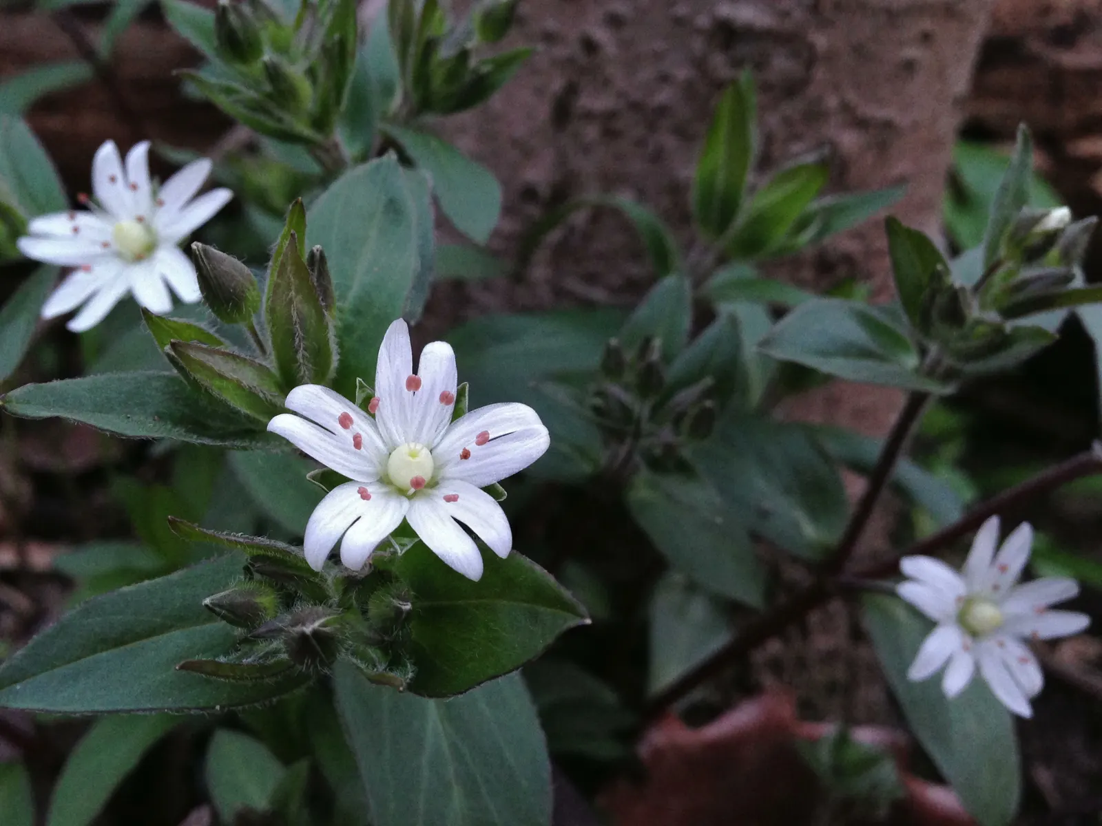 Star Chickweed (Stellaria Pubera) — marking its versatility in withstanding a range of temperate conditions.<br><br>For the landscape designer