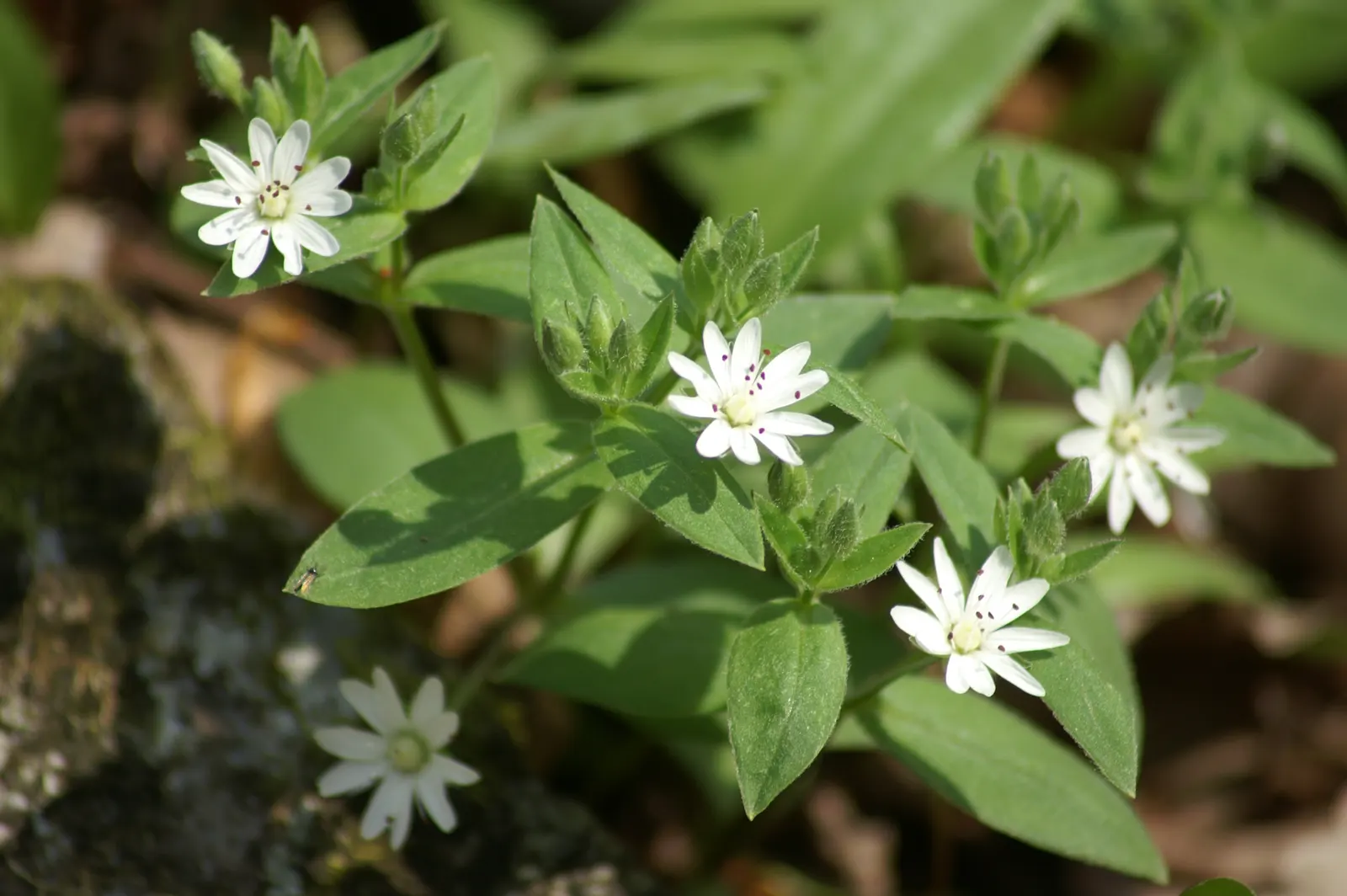 Star Chickweed (Stellaria Pubera) — well-draining soil with a tendency for slight moisture