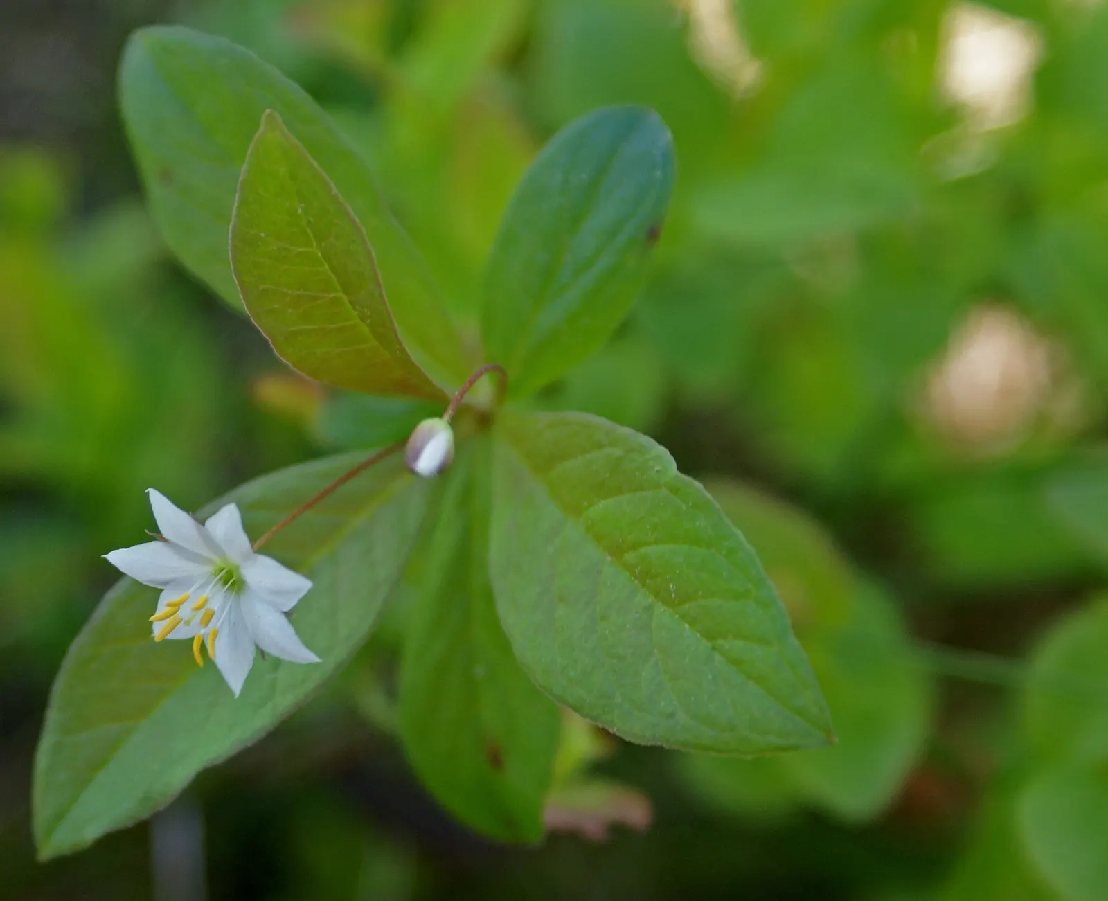 Star Chickweed (Stellaria Pubera) — Star Chickweed (Stellaria pubera) is a delicate, shade-loving perennial, flourishing in zones 4-7; this native woodland