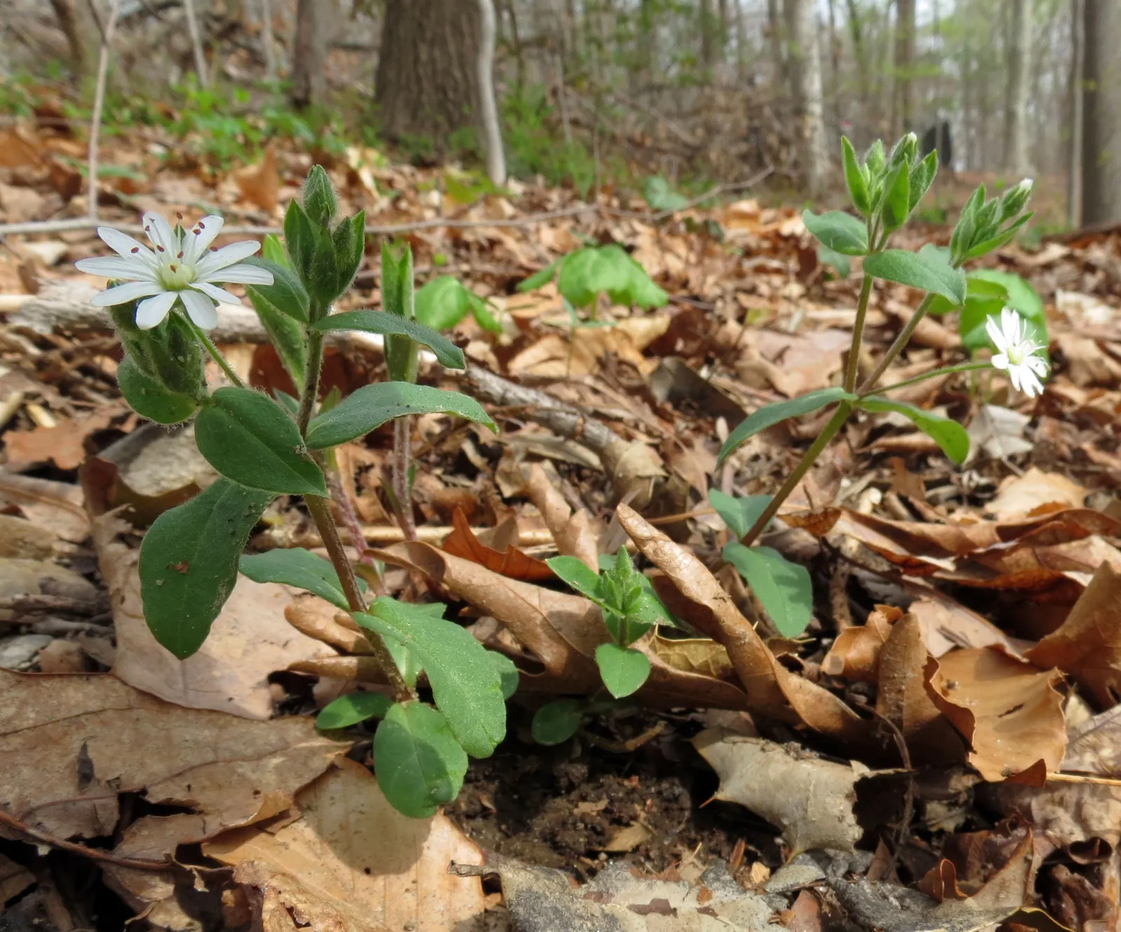 Star Chickweed (Stellaria Pubera) — Star Chickweed creates a low-growing carpet of green foliage