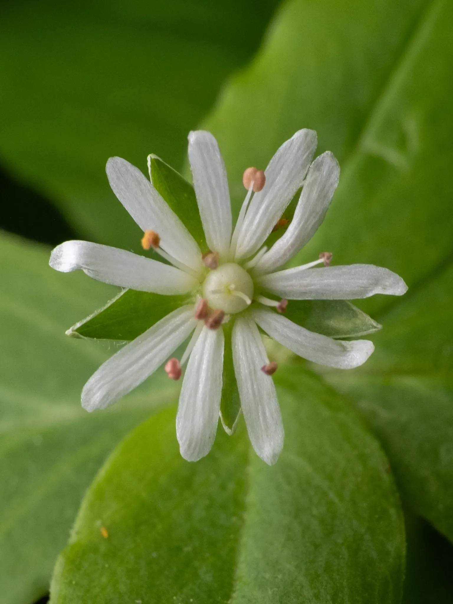 Star Chickweed (Stellaria Pubera) — perennial / wildflower for shade