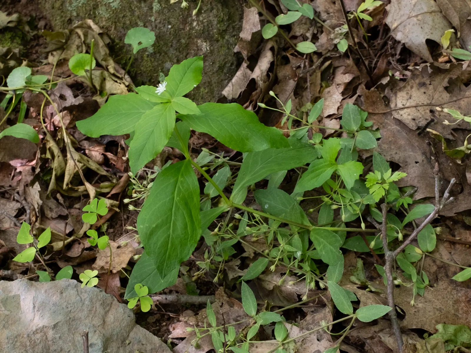 Star Chickweed (Stellaria Pubera) — Educating clients on this splendid species involves highlighting its low maintenance