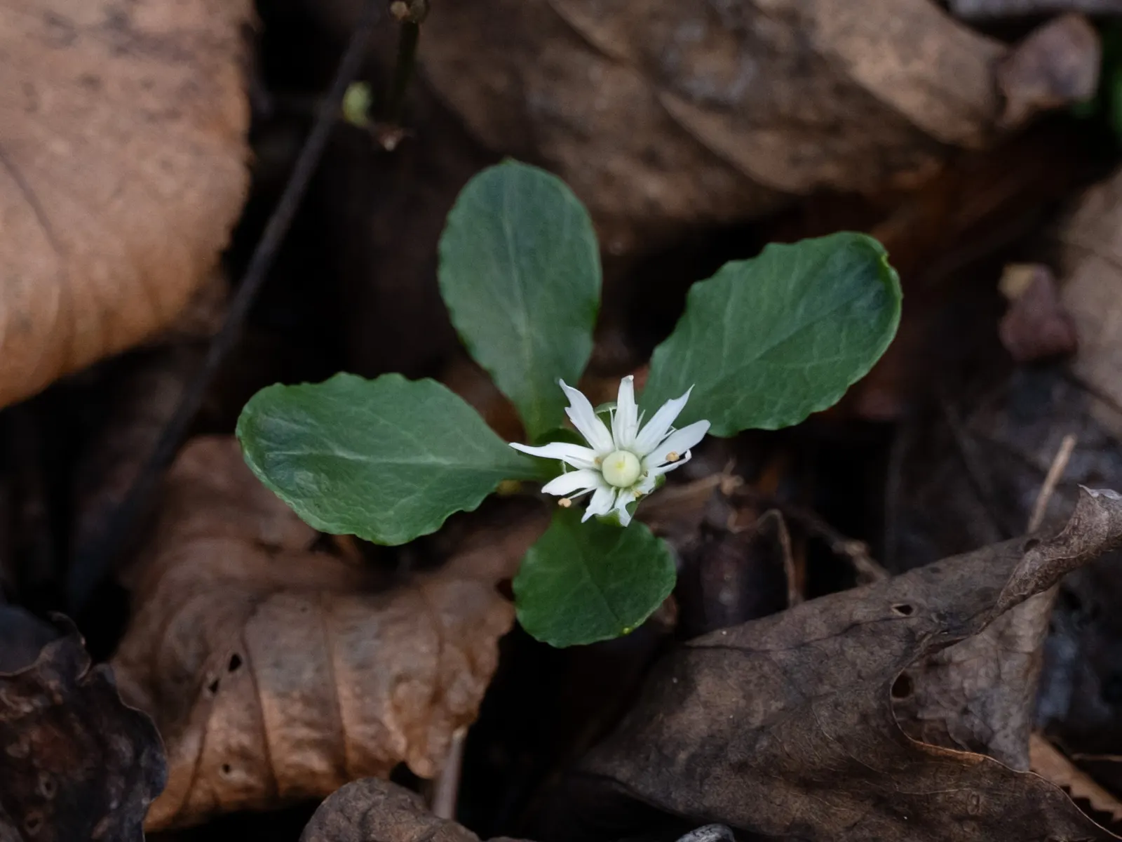 Star Chickweed (Stellaria Pubera) — It stands 12-18 inches tall and spreads 8-12 inches wide