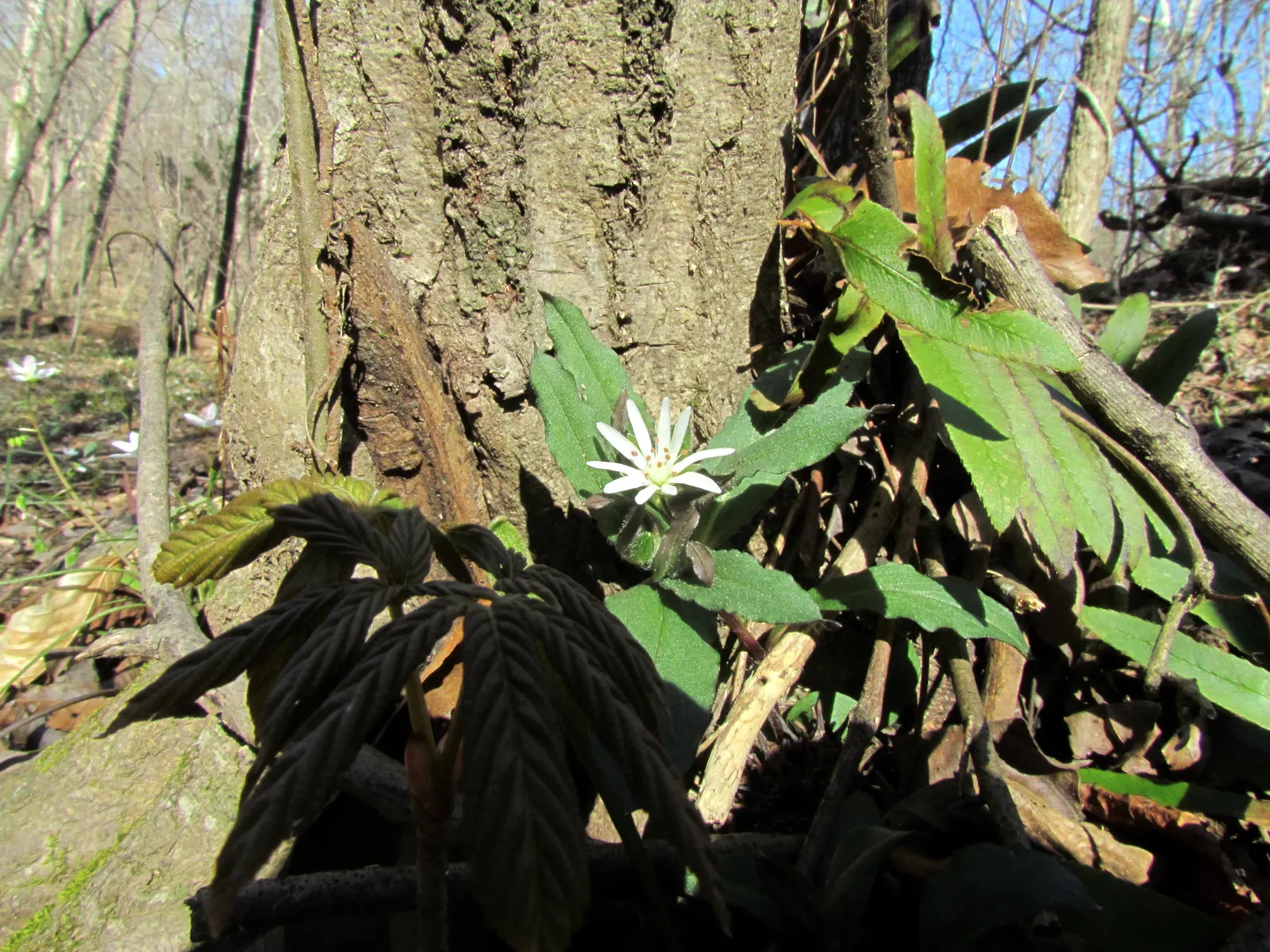 Star Chickweed (Stellaria Pubera) — The plant's leaves are ovate to lanceolate in shape, image 35