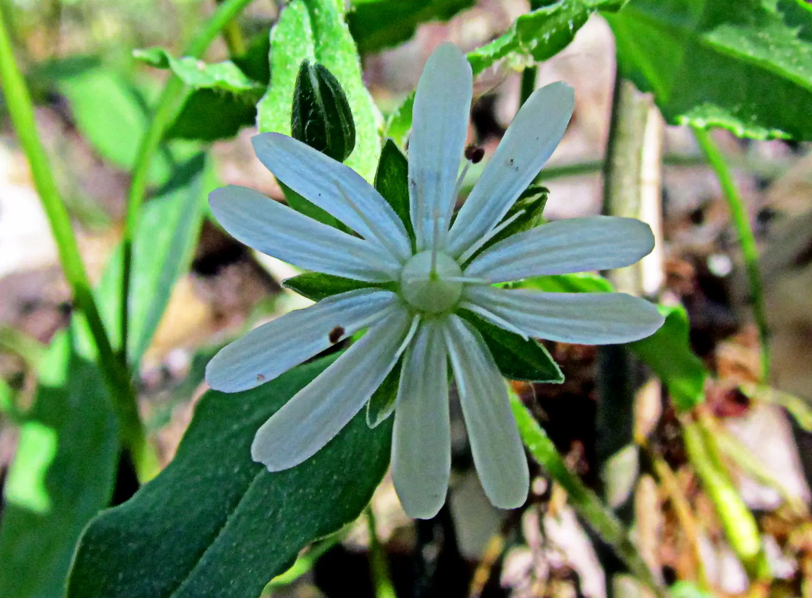 Star Chickweed (Stellaria Pubera) — The Star Chickweed (Stellaria pubera); uSDA hardiness zones 4 through 7 are ideal for this species
