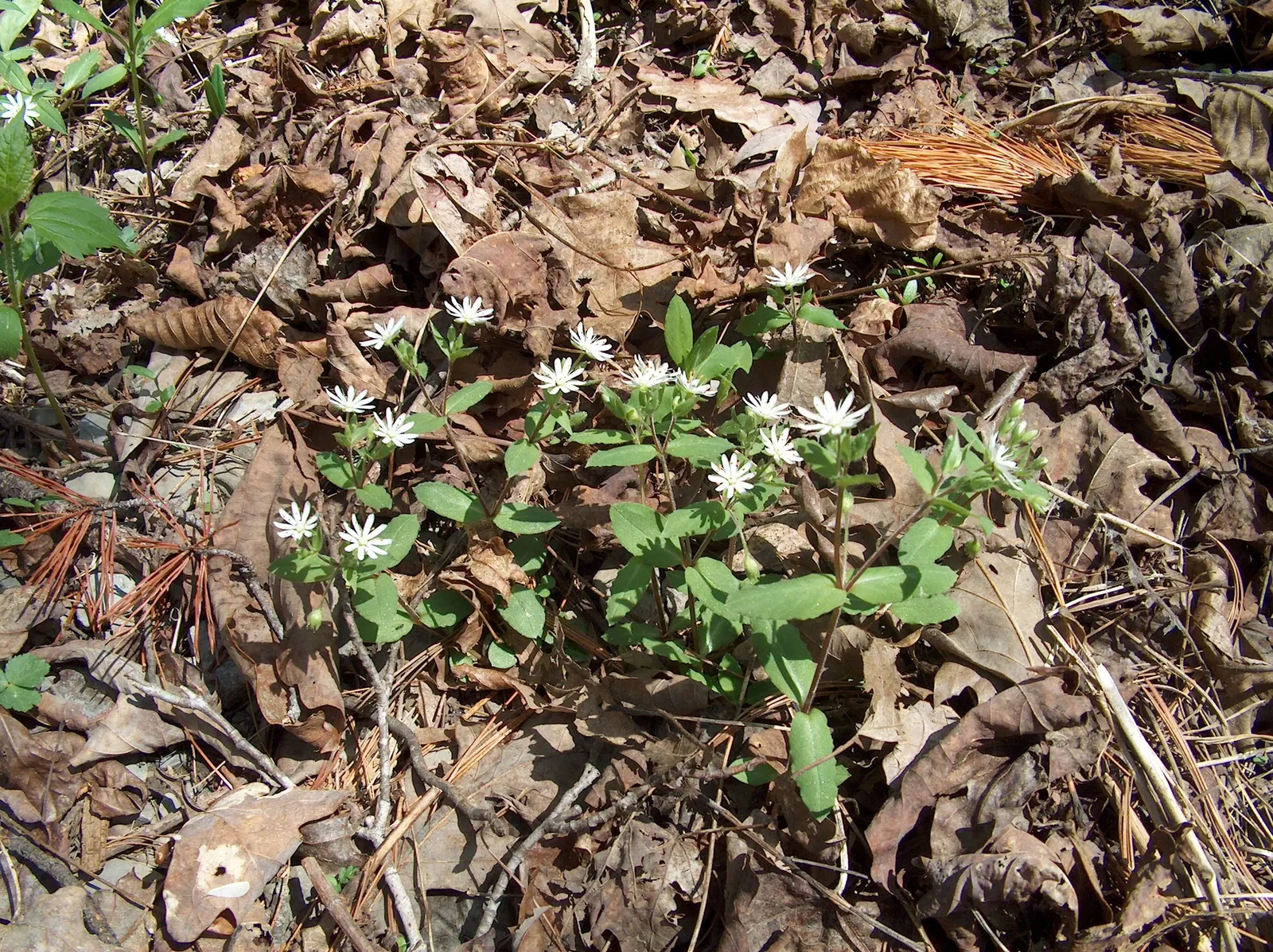 Star Chickweed (Stellaria Pubera) — offering a touch of delicate beauty with its star-shaped white flowers