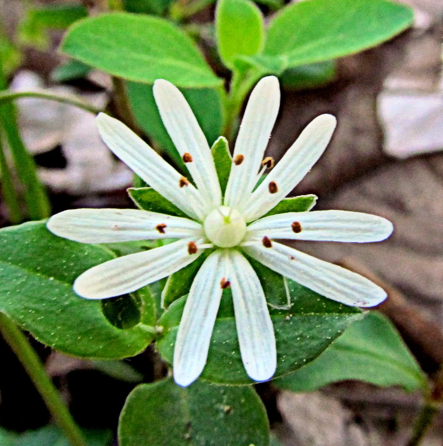 Star Chickweed (Stellaria Pubera) — This native woodland groundcover adds texture and charm to shaded garden areas or naturalized settings; it stands 12-18