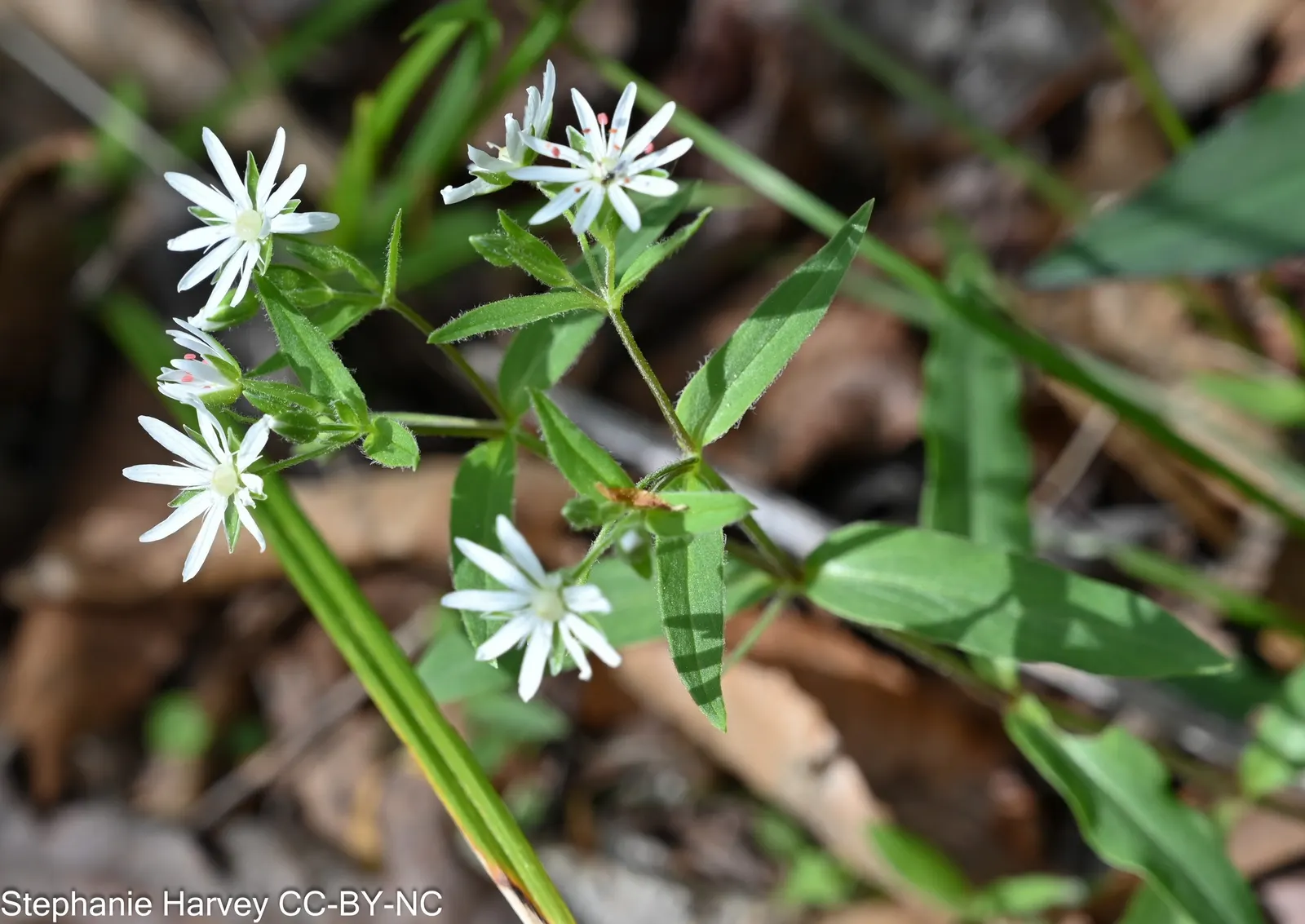 Star Chickweed (Stellaria Pubera) — measuring up to 1 to 2 inches in length