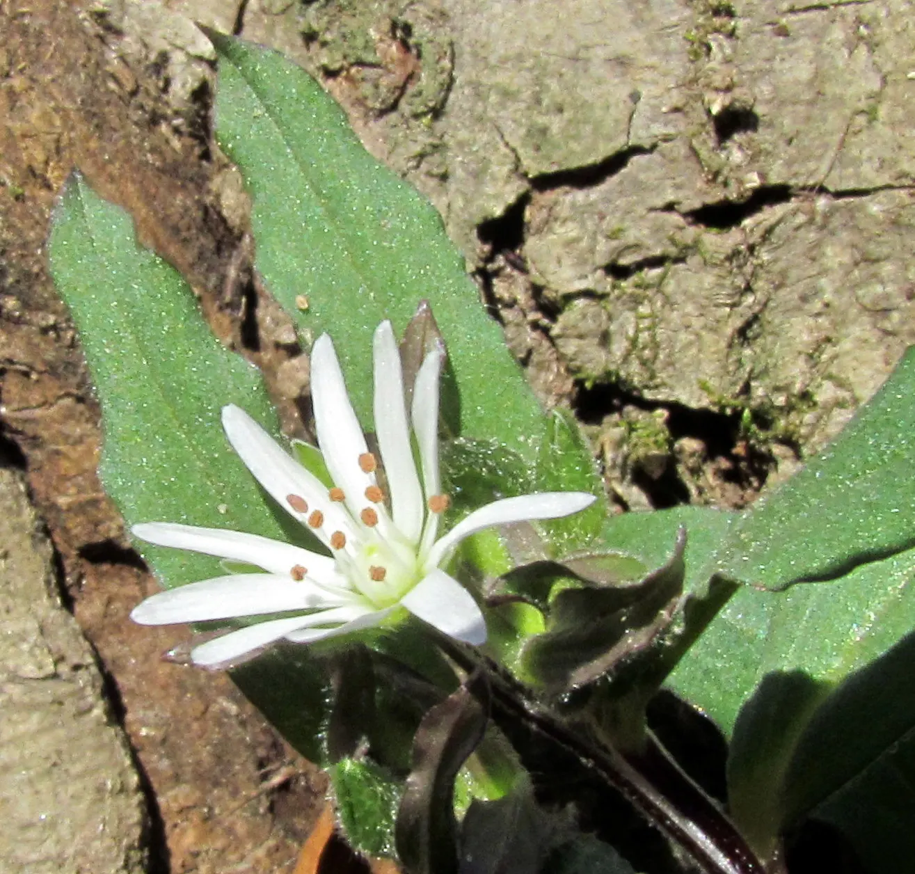 Star Chickweed (Stellaria Pubera) — star-shaped flowers with deeply notched petals atop slender stems in spring
