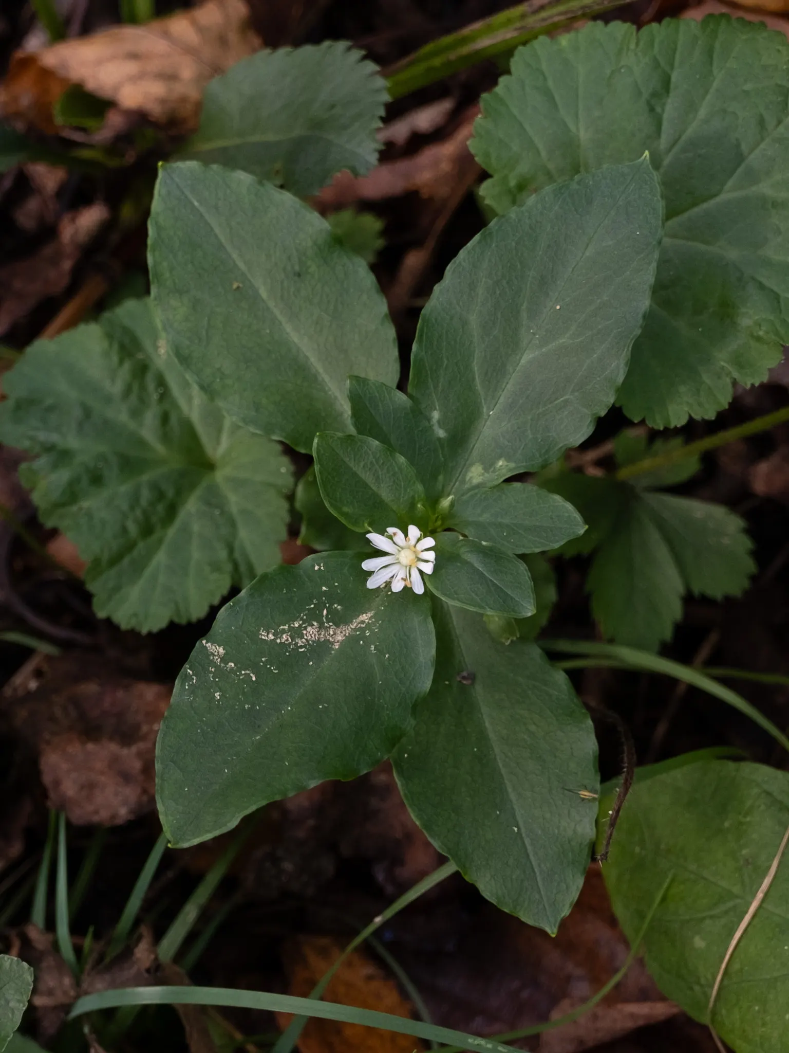 Star Chickweed (Stellaria Pubera) — USDA hardiness zones 4 through 7 are ideal for this species