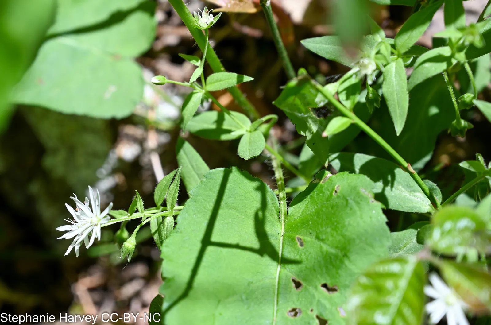 Star Chickweed (Stellaria Pubera) — This North American native typically blooms in the early spring and can carry on into the late spring months
