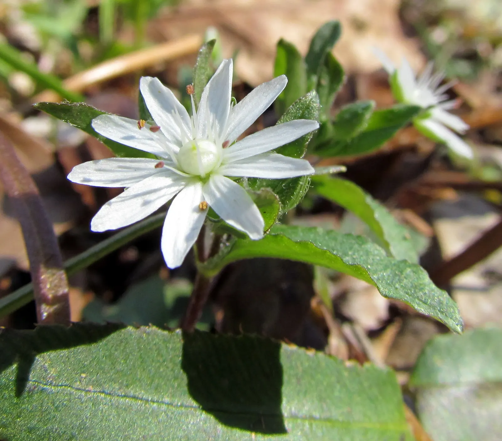 Star Chickweed (Stellaria Pubera) — is an excellent addition to a shade or semi-shade garden