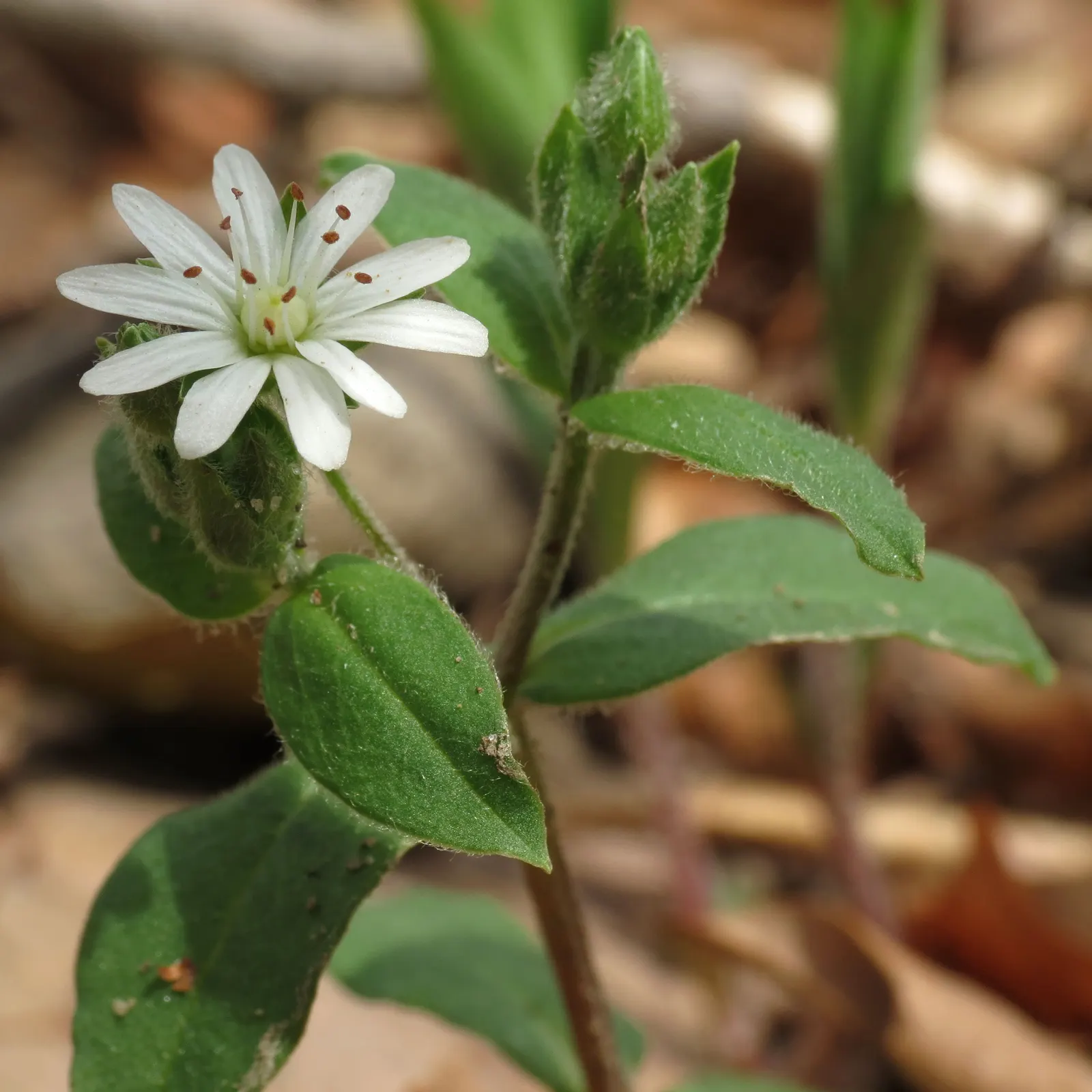 Star Chickweed (Stellaria Pubera) — and how its blossoms can attract pollinators such as bees