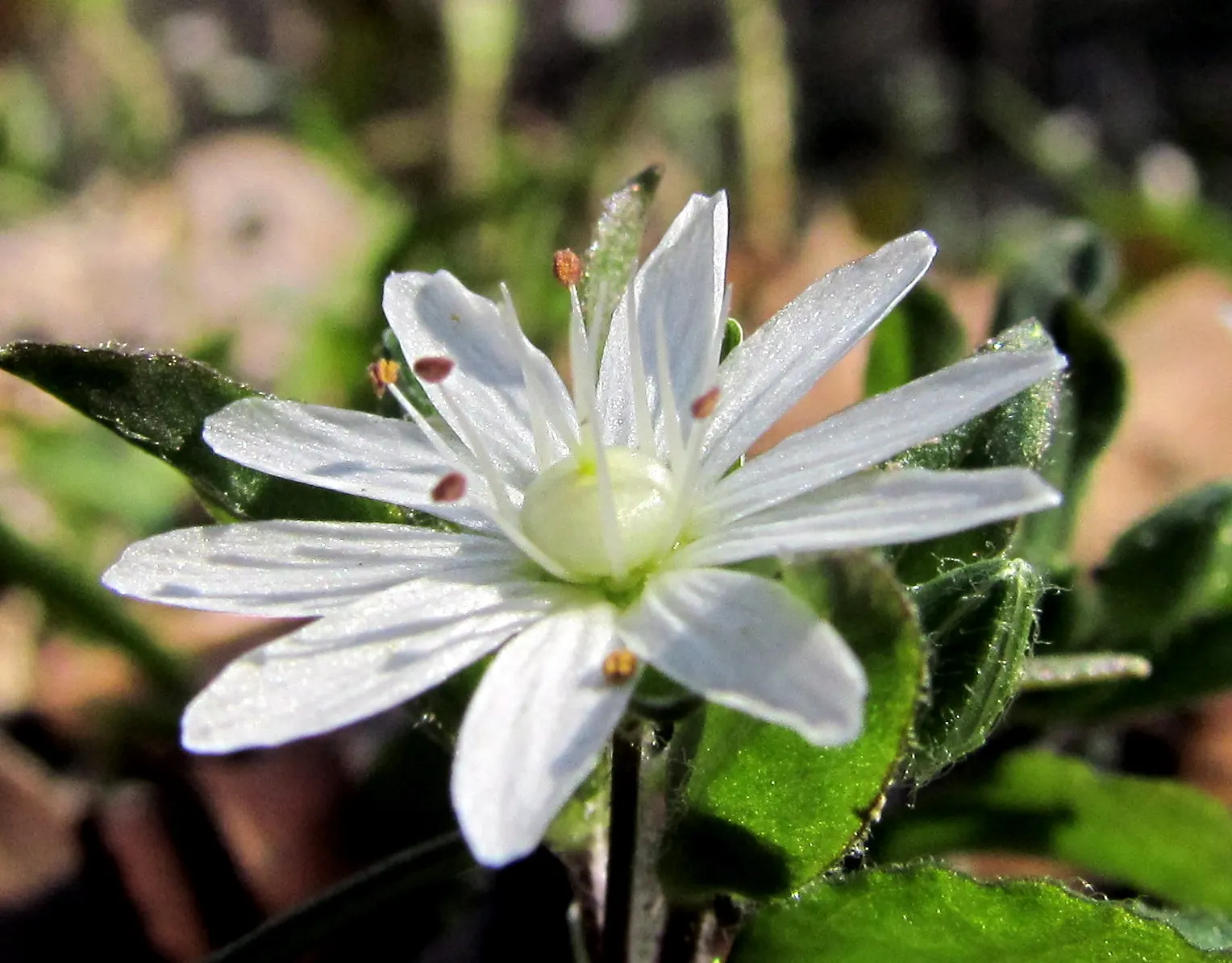 Star Chickweed (Stellaria Pubera) — The Star Chickweed (Stellaria pubera)