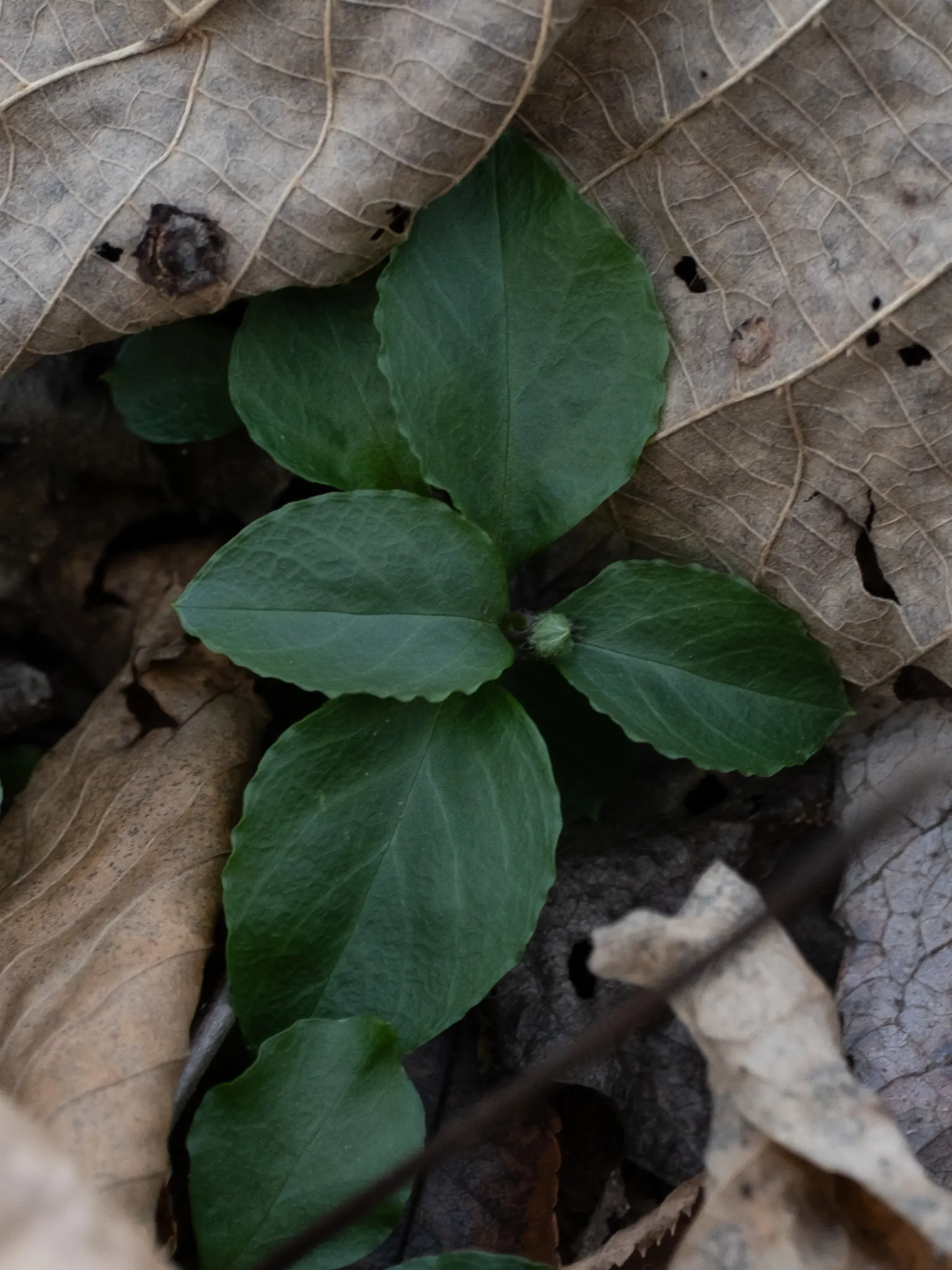 Star Chickweed (Stellaria Pubera) — hairy stems that give the plant its species name