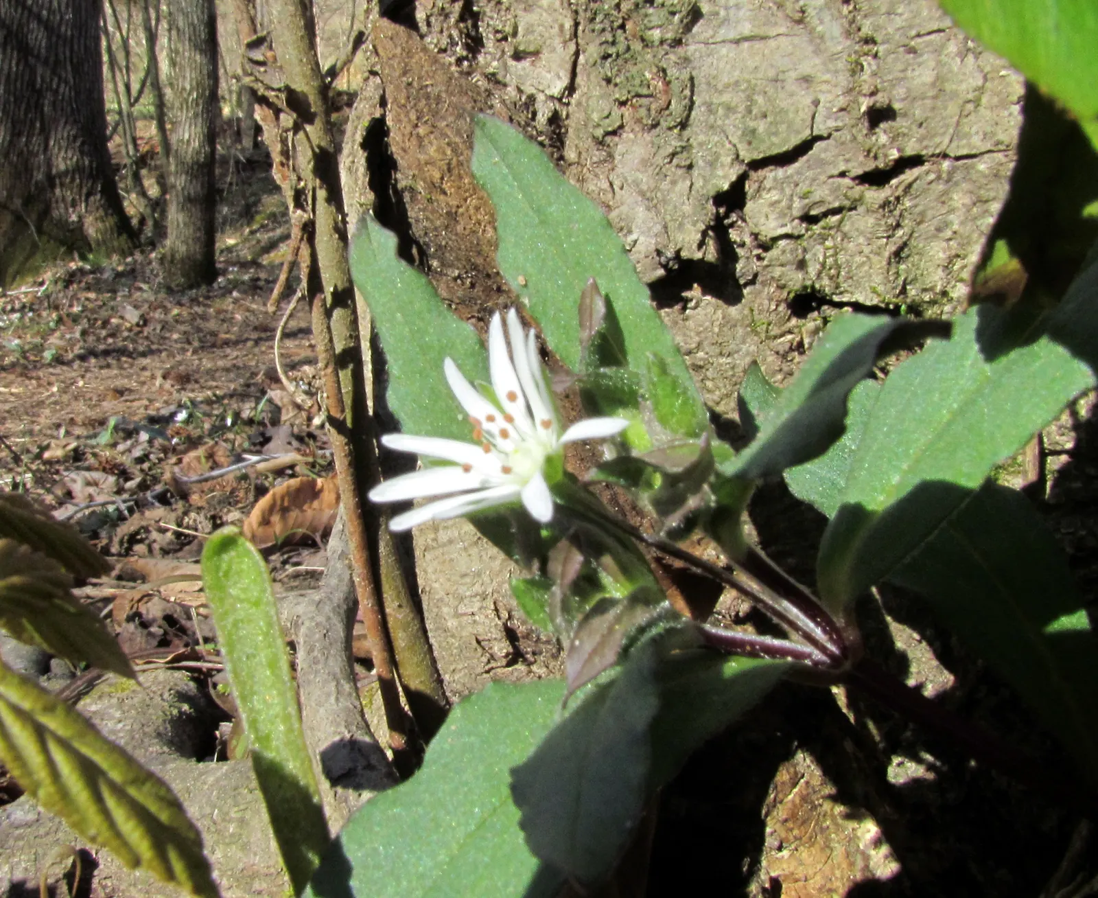Star Chickweed (Stellaria Pubera) — Star Chickweed creates a low-growing carpet of green foliage; while its low-maintenance nature is ideal for effortless