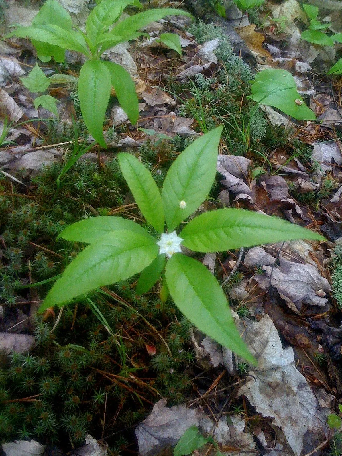 Star Chickweed (Stellaria Pubera) — Star Chickweed (Stellaria pubera) is a delicate, shade-loving perennial, flourishing in zones 4-7