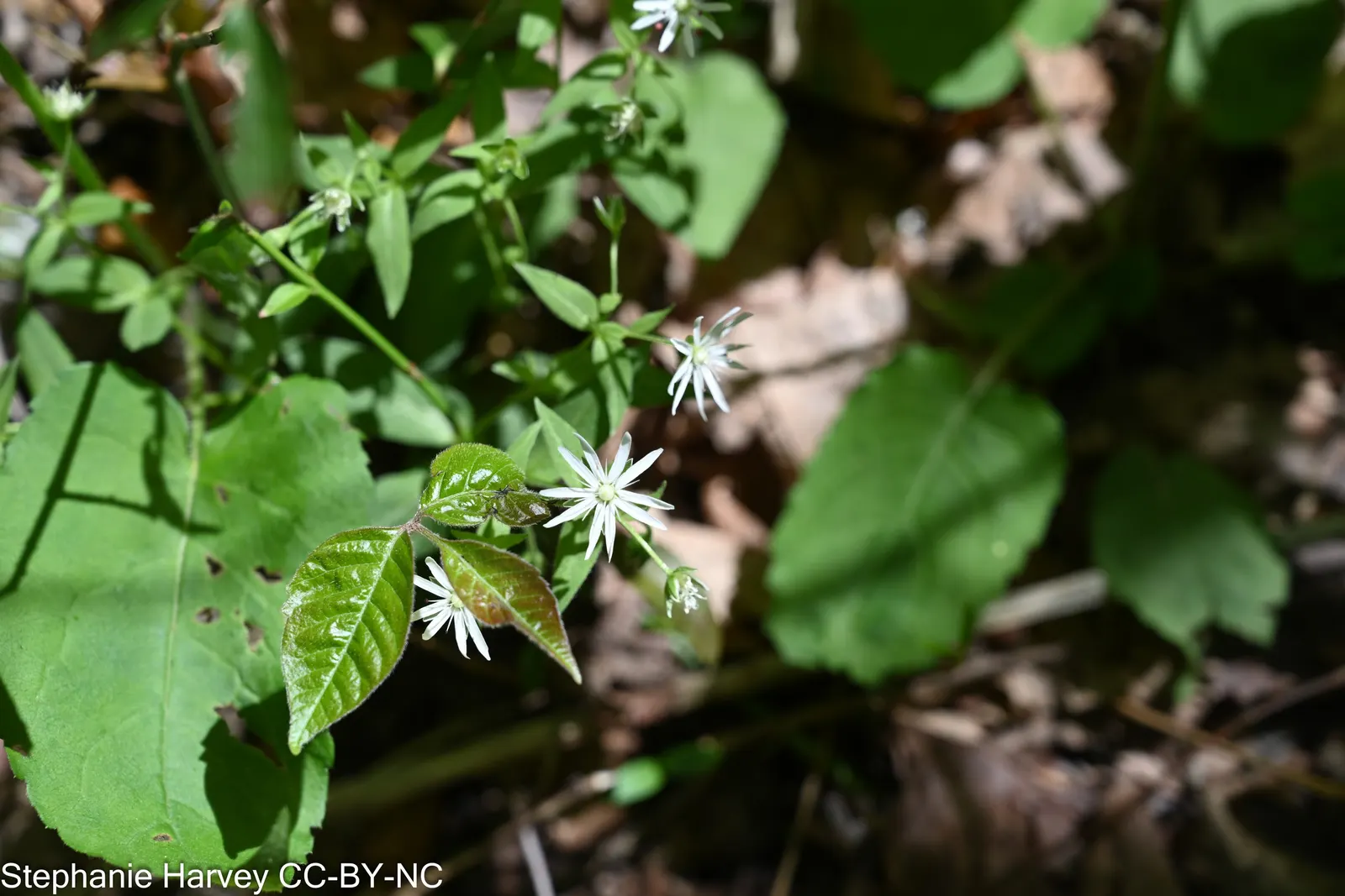 Star Chickweed (Stellaria Pubera) — The plant's leaves are ovate to lanceolate in shape
