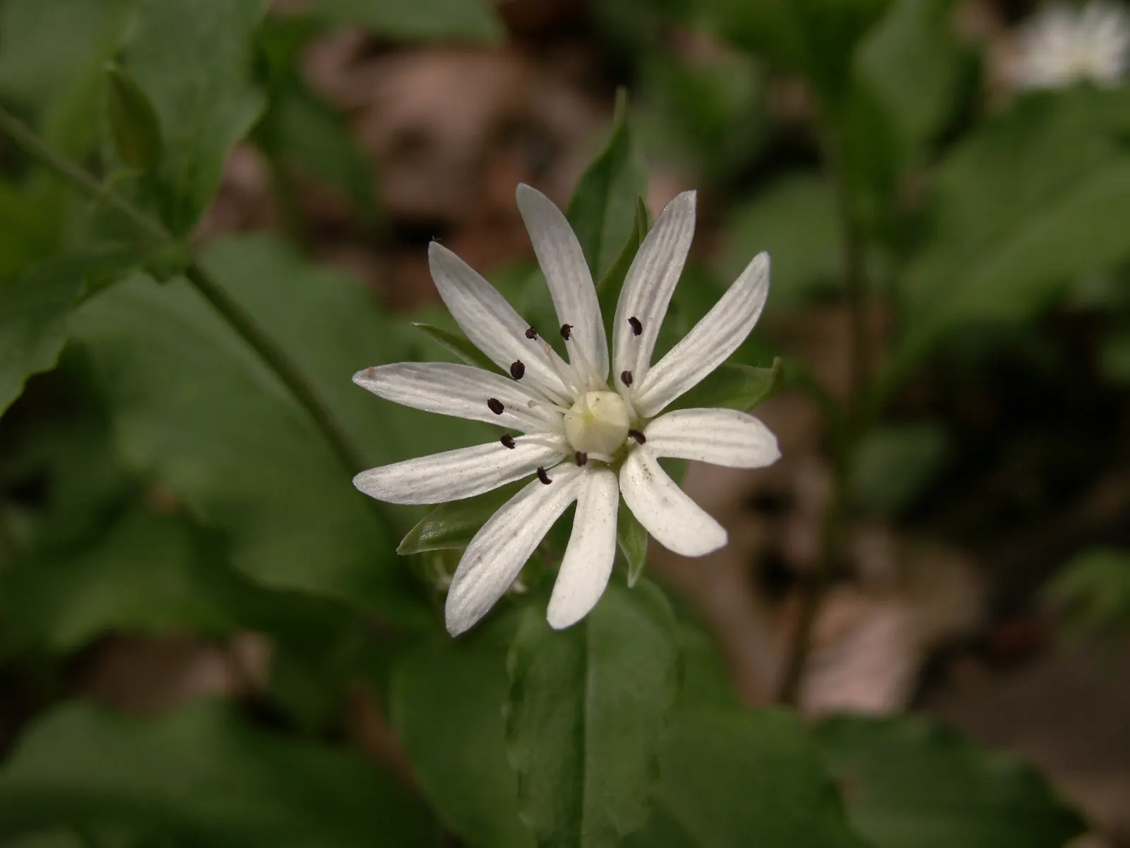 Star Chickweed (Stellaria Pubera) — It stands 12-18 inches tall and spreads 8-12 inches wide; star Chickweed creates a low-growing carpet of green foliage