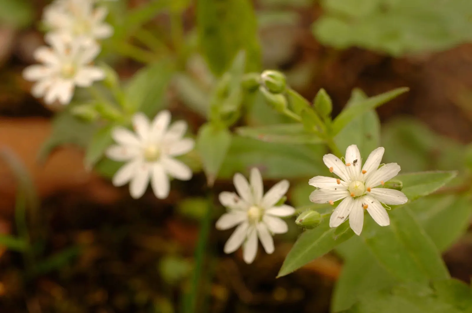 Star Chickweed (Stellaria Pubera) — This North American native typically blooms in the early spring and can carry on into the late spring months; white flowers