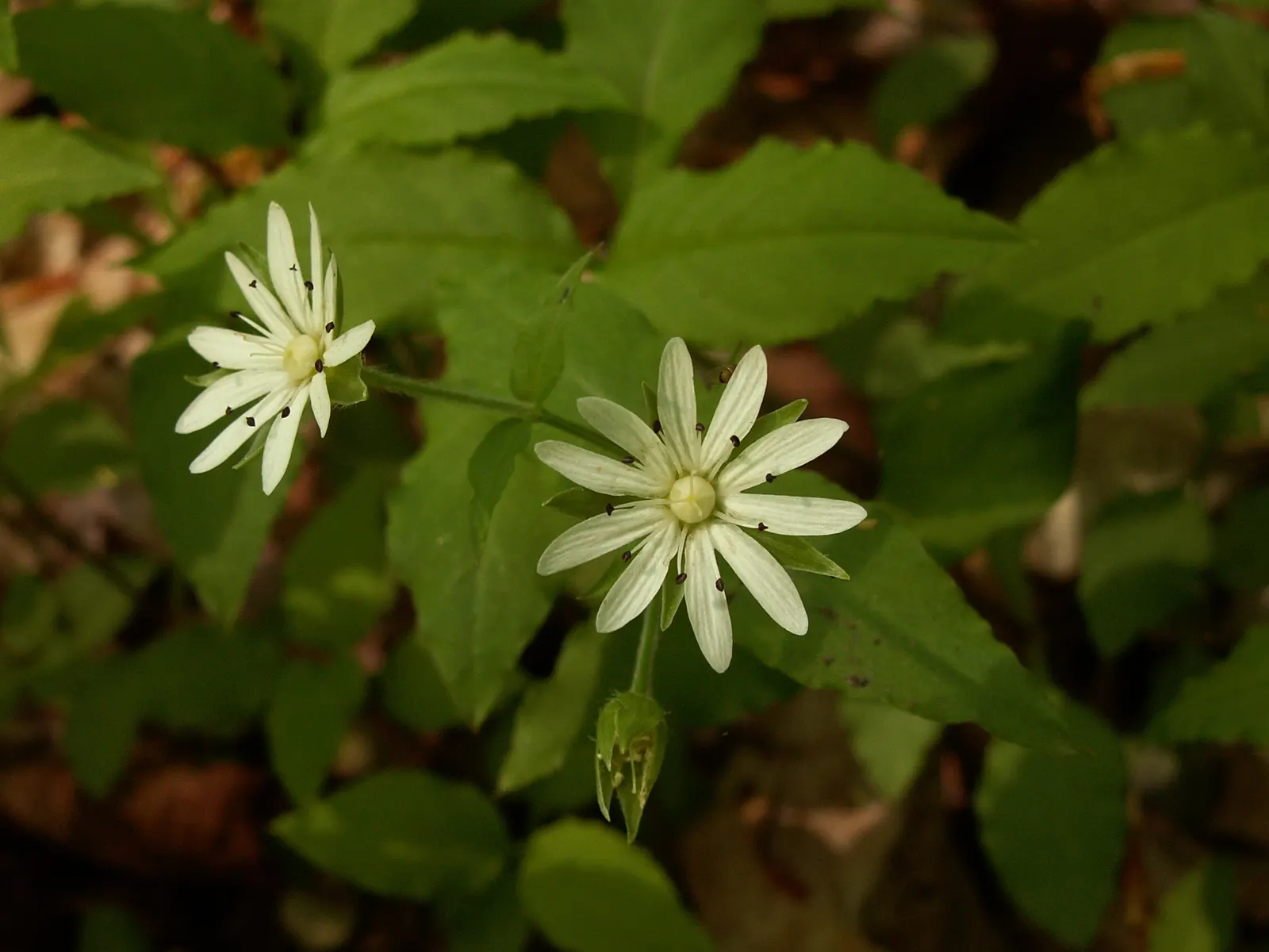Star Chickweed (Stellaria Pubera) — This native woodland groundcover adds texture and charm to shaded garden areas or naturalized settings